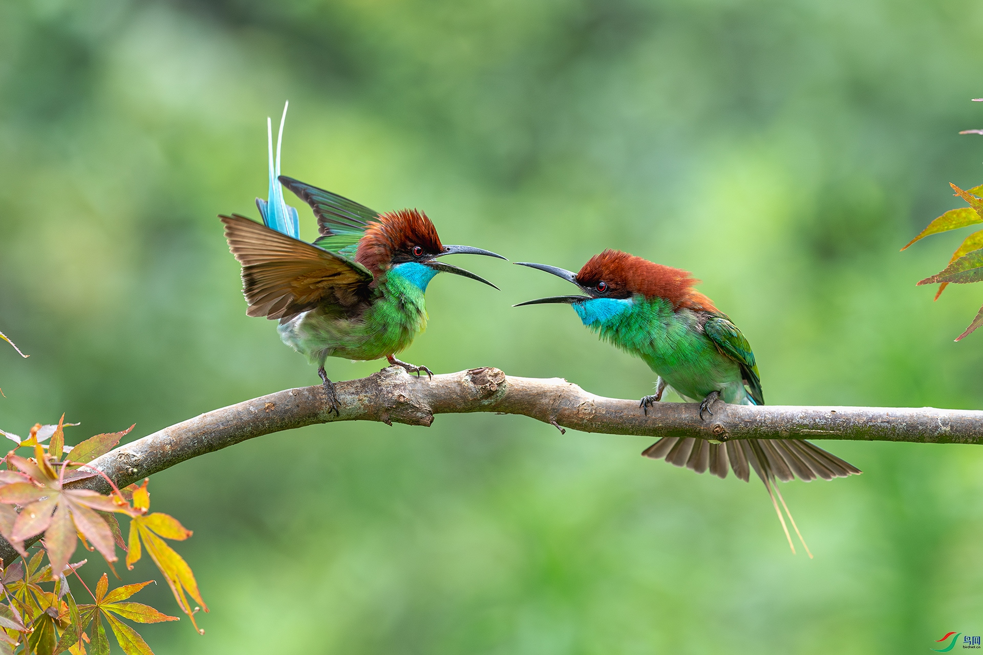 20240909֦ͷ���� .jpg