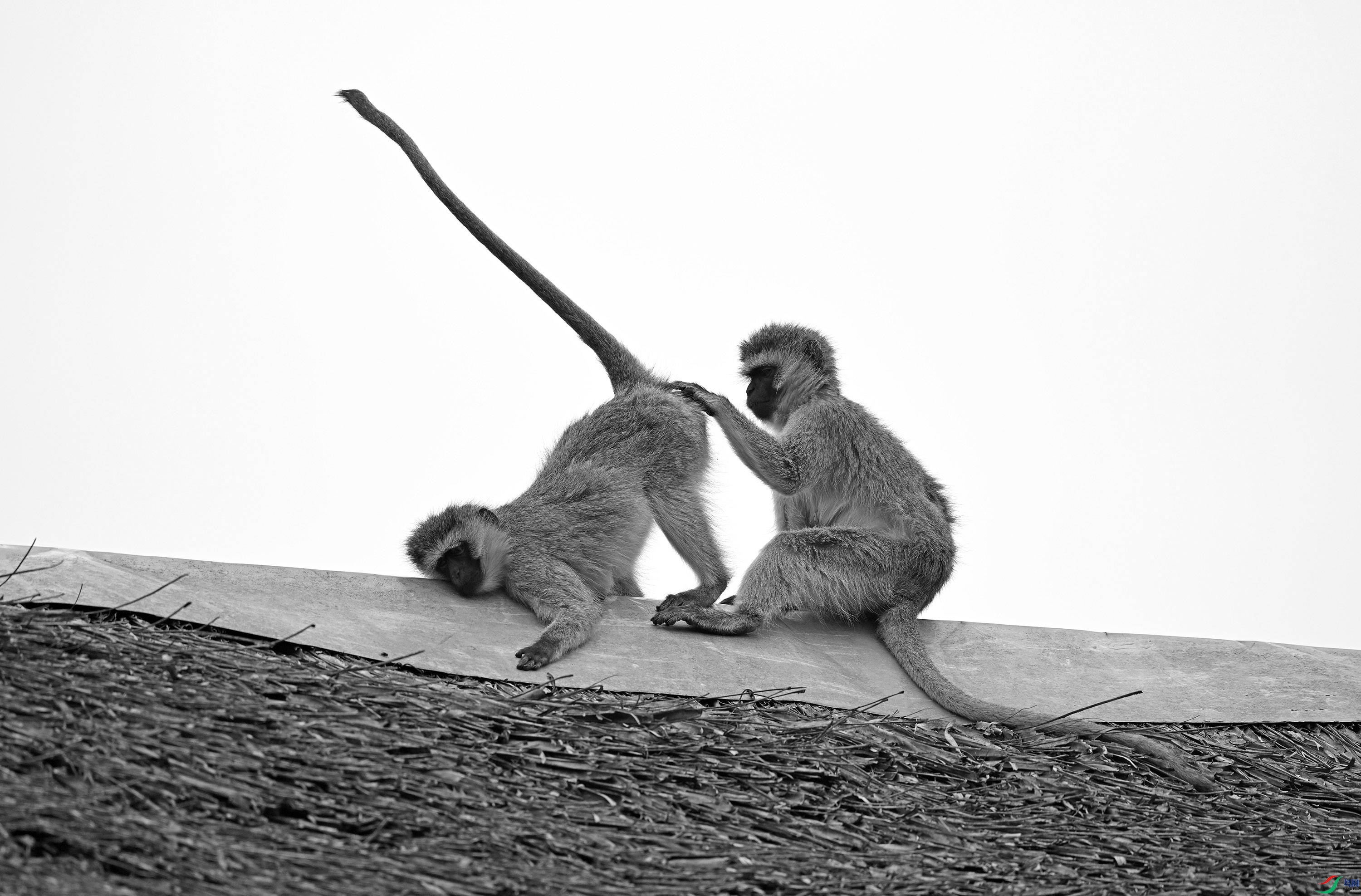 DSC_1105 - ����.JPG