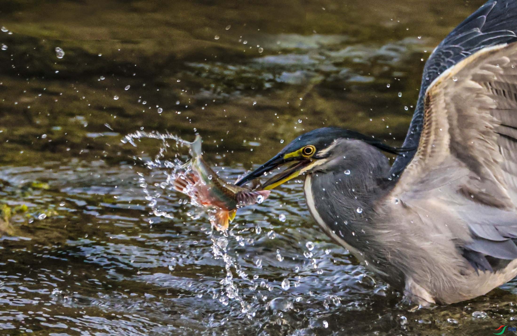 ���ز���˲�� ����.jpg