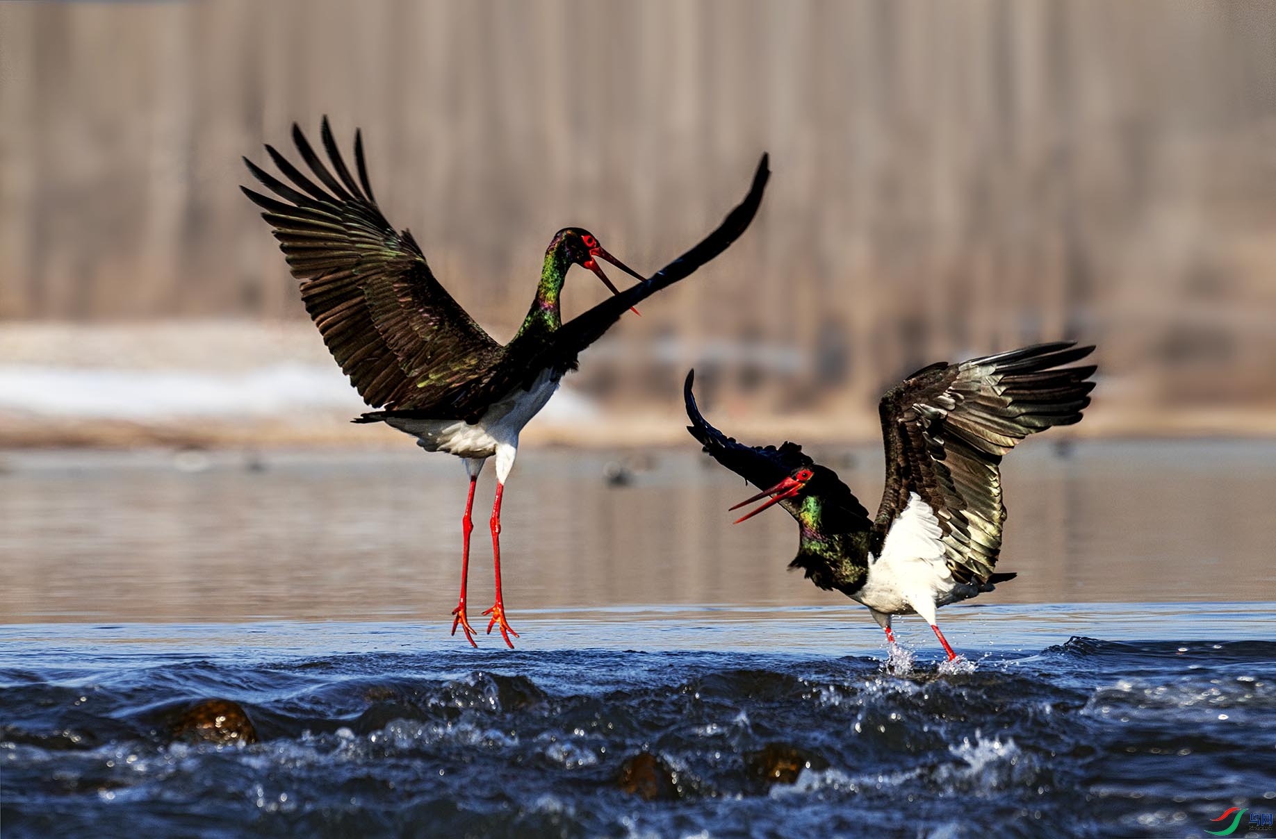 ���ٷ���