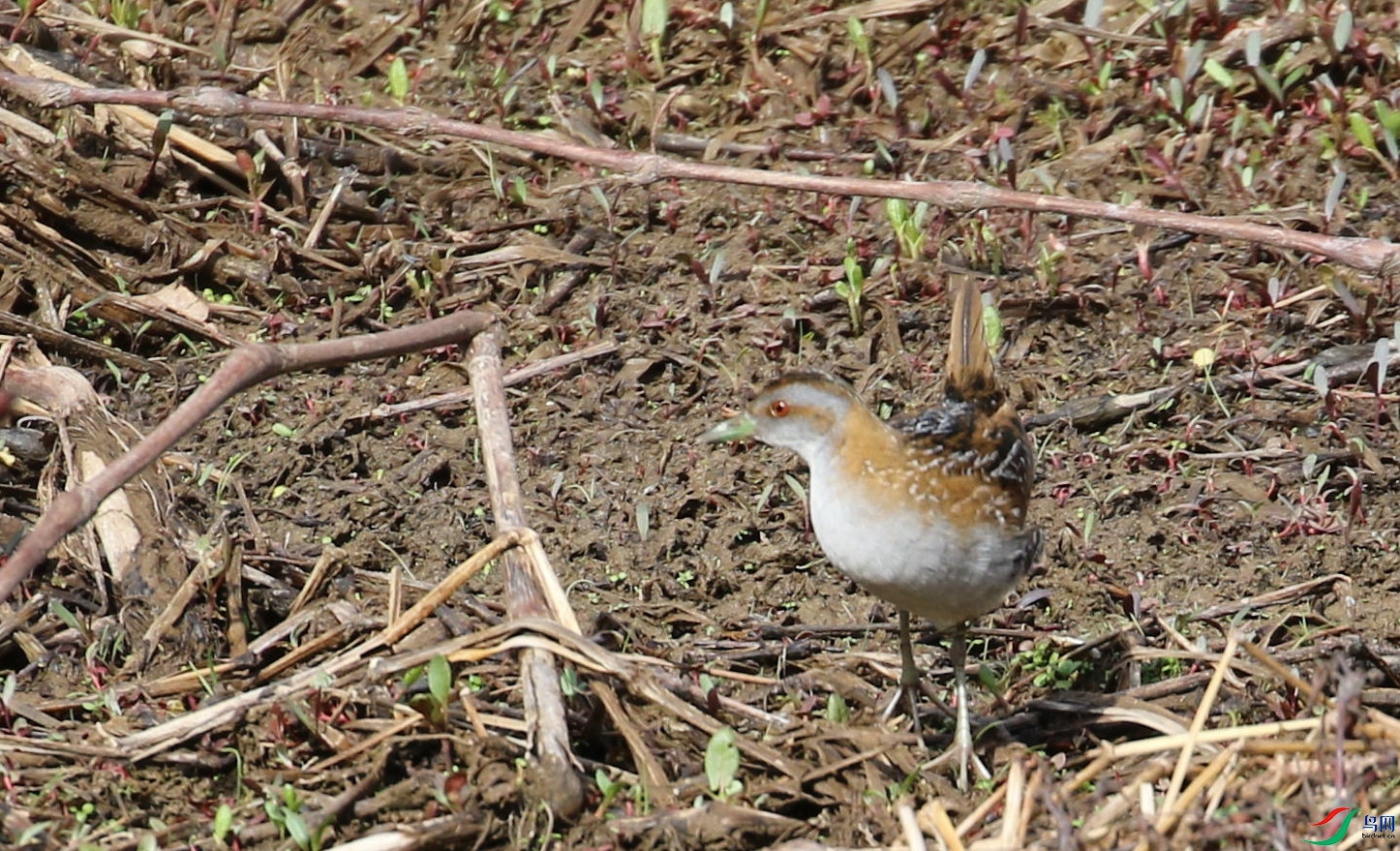 DSC20240404057.jpg