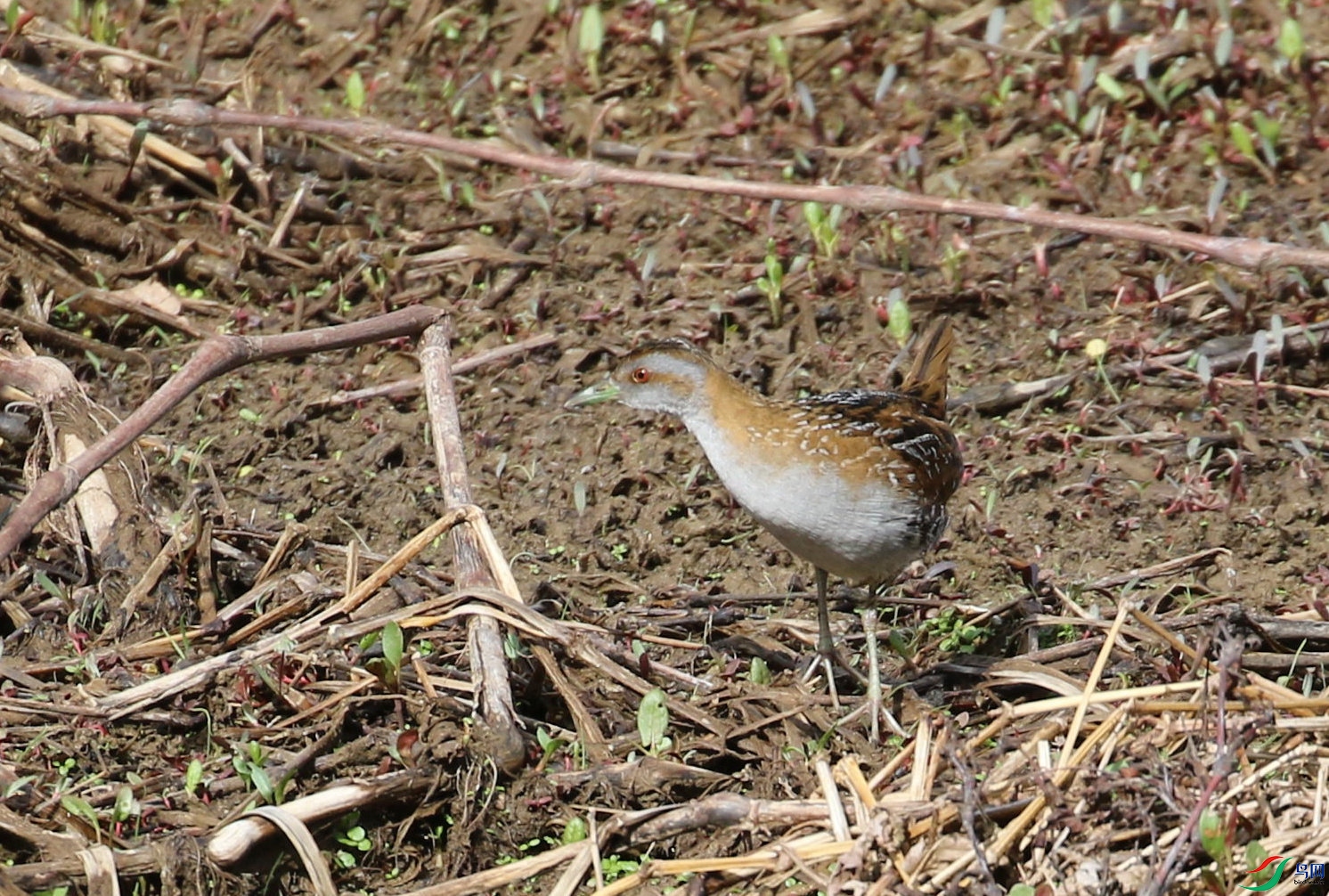 DSC20240404058.jpg