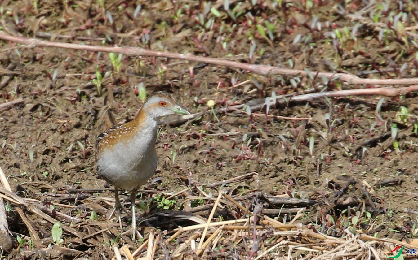 DSC20240404056.jpg