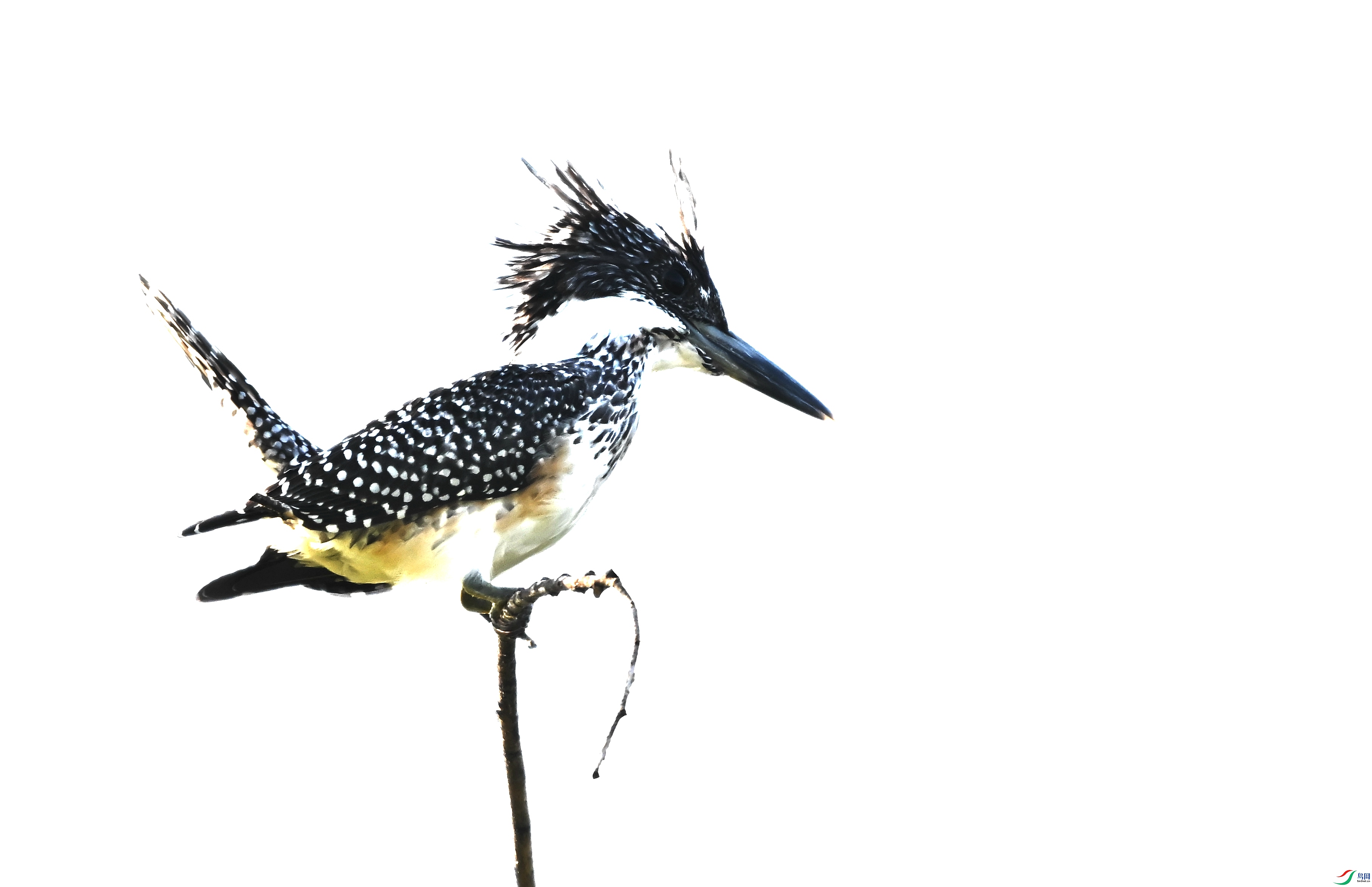 DSC_1898 - ����.JPG