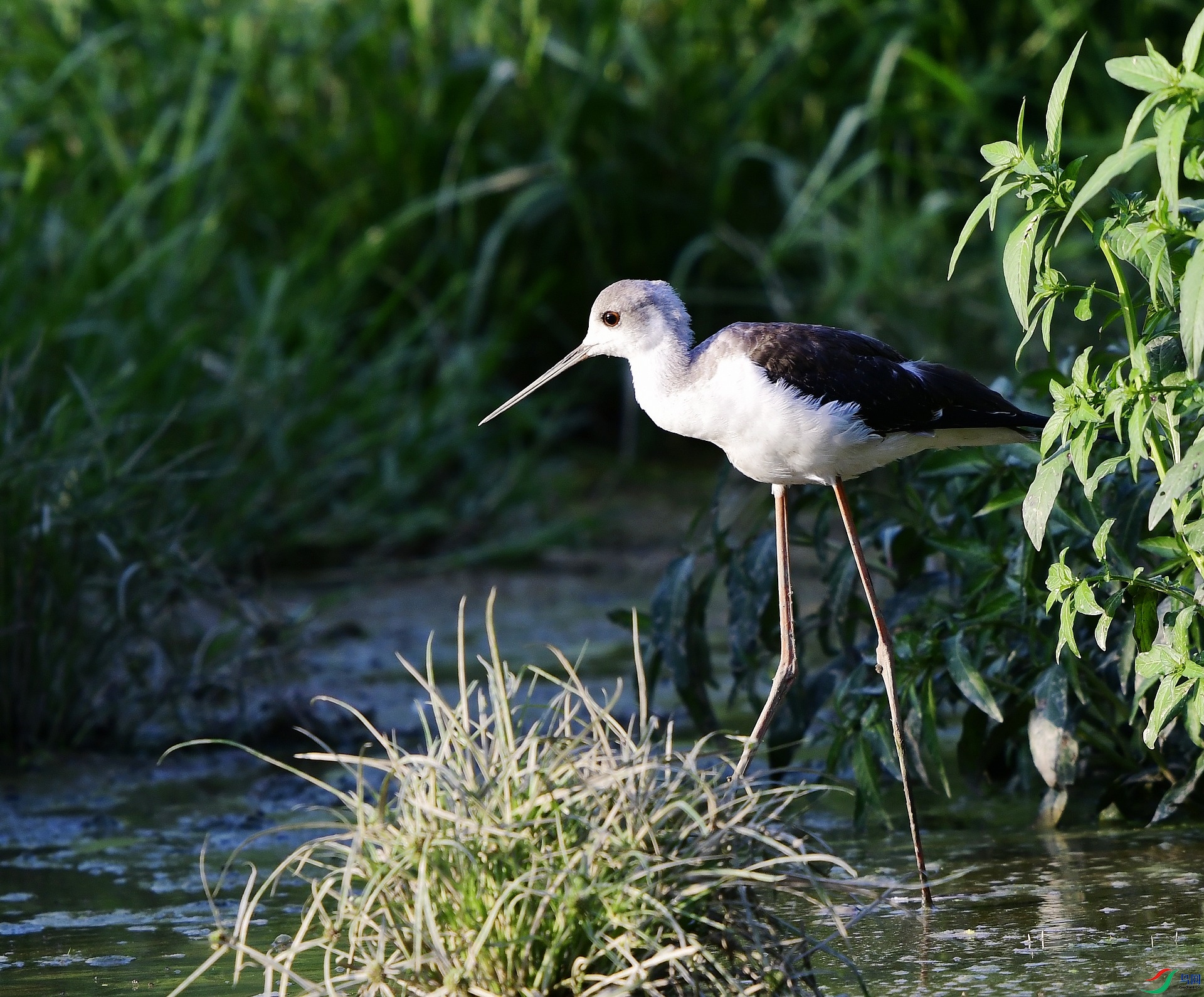 _D5D0273.jpg