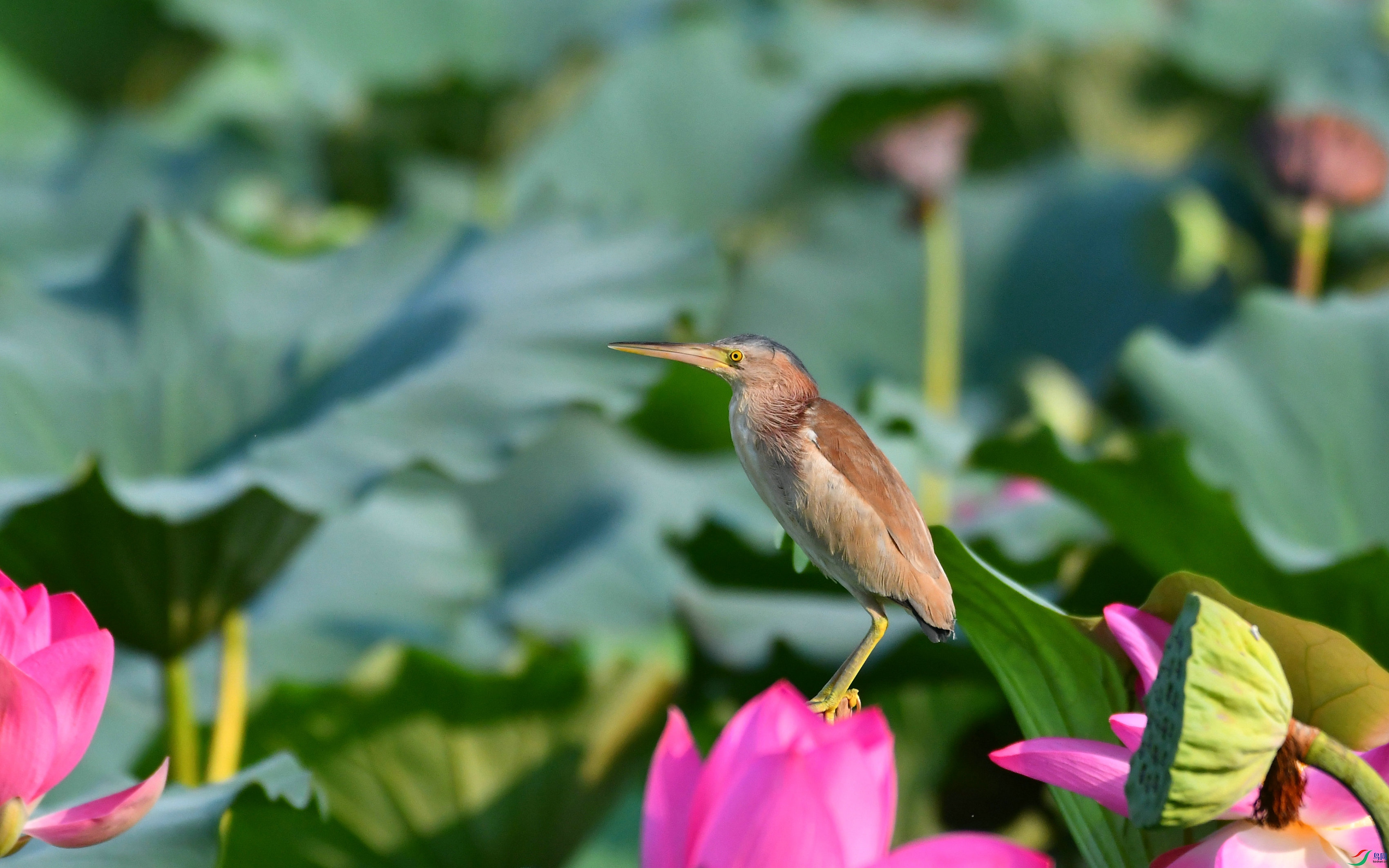 DSC_1387.JPG