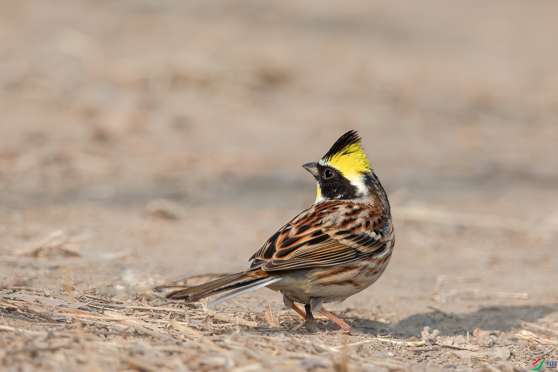 AQ4P8541-1.jpg