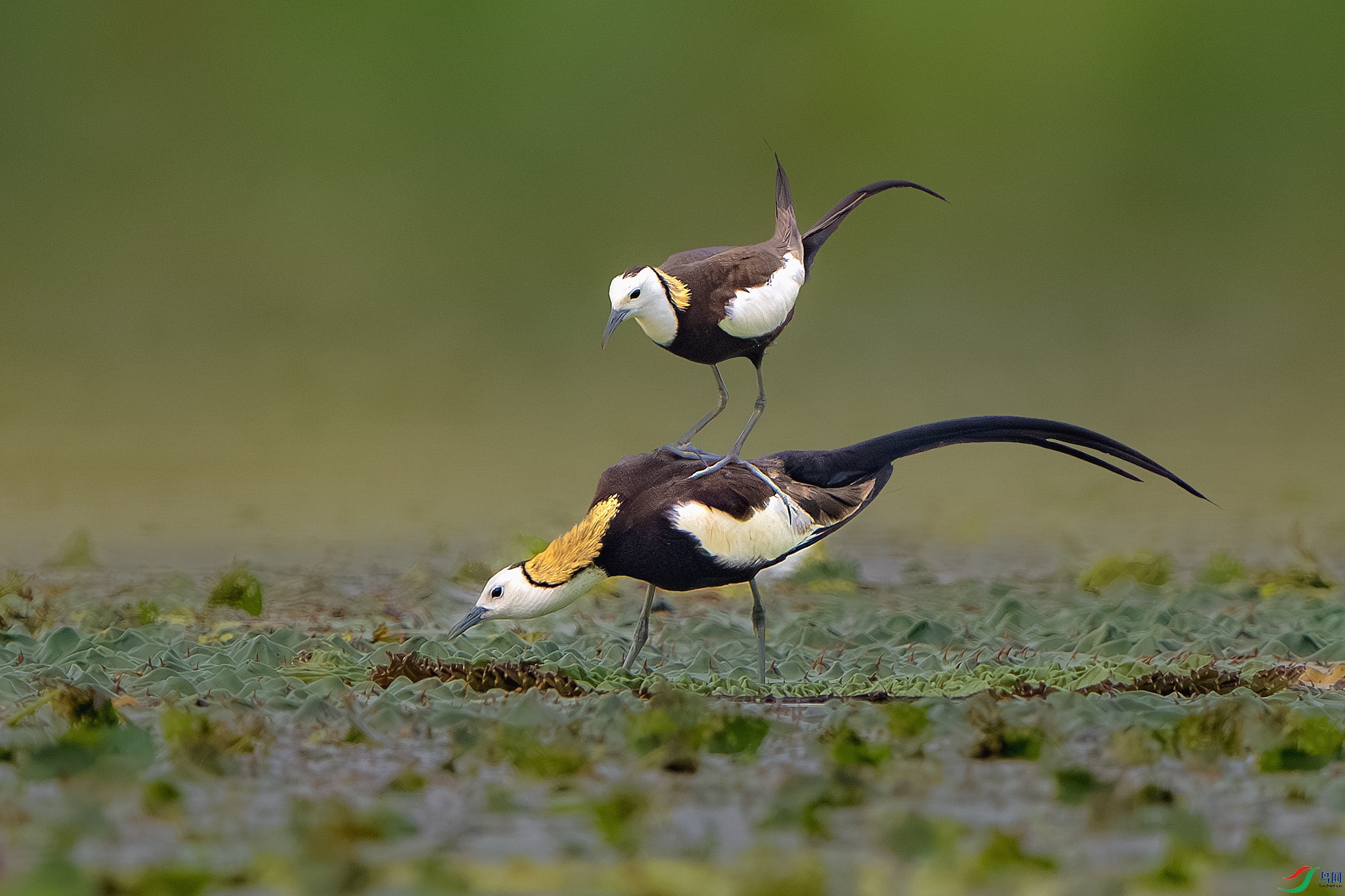 _DSC6828-����ǿ-NR ����С.jpg