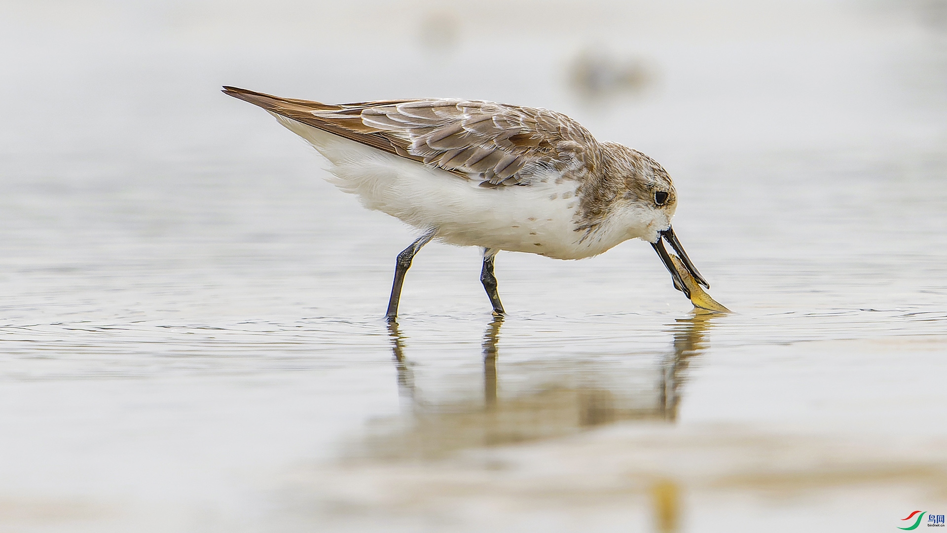 ������ץ���