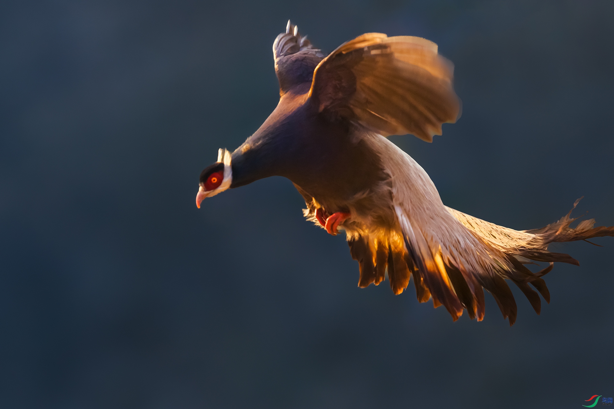 ������----�콵����