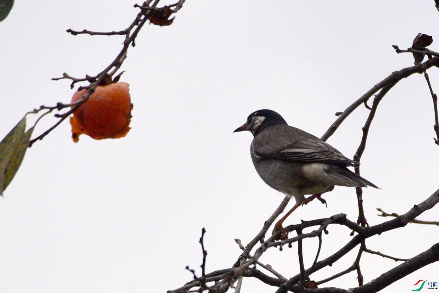 DSC_4916.JPG