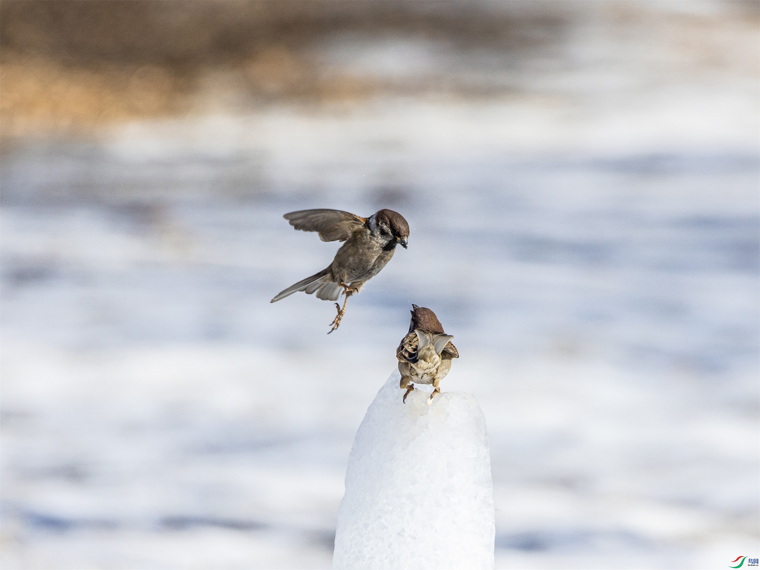 1K3A7125 ����1.jpg