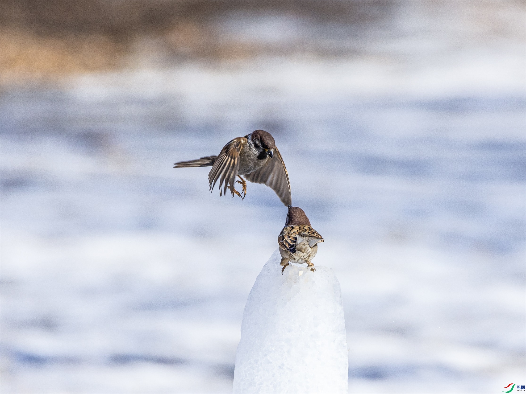 1K3A7126 ����1.jpg