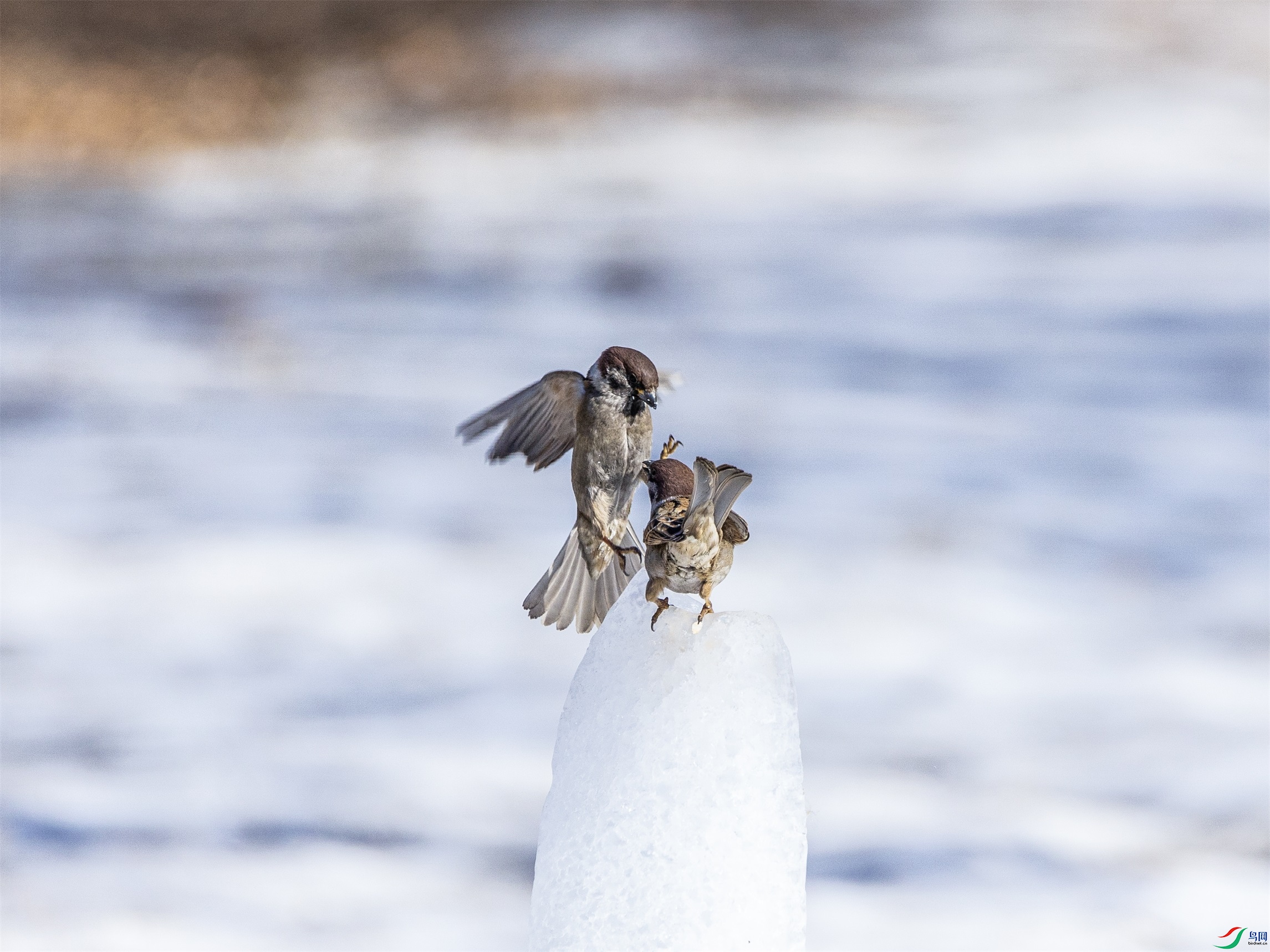 1K3A7124 ����1.jpg