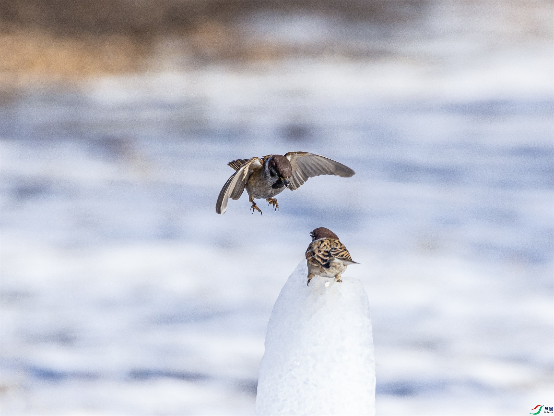 1K3A7128 ����1.jpg