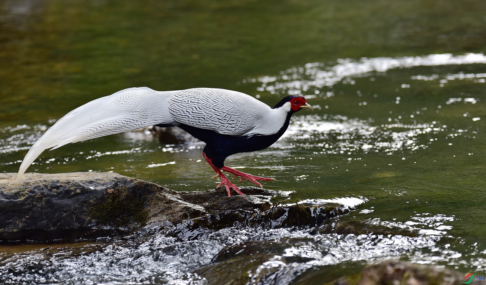 D8I_0965.jpg
