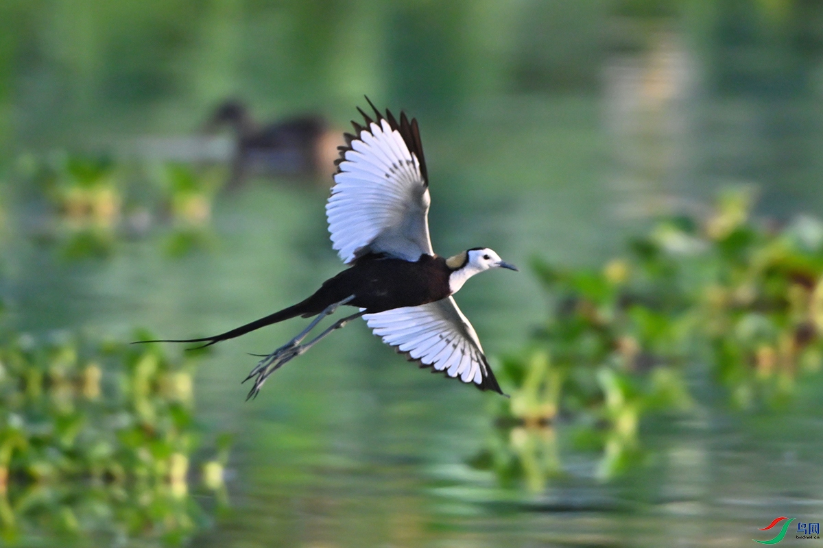 DSC_6673 ����-2 ����1200.jpg