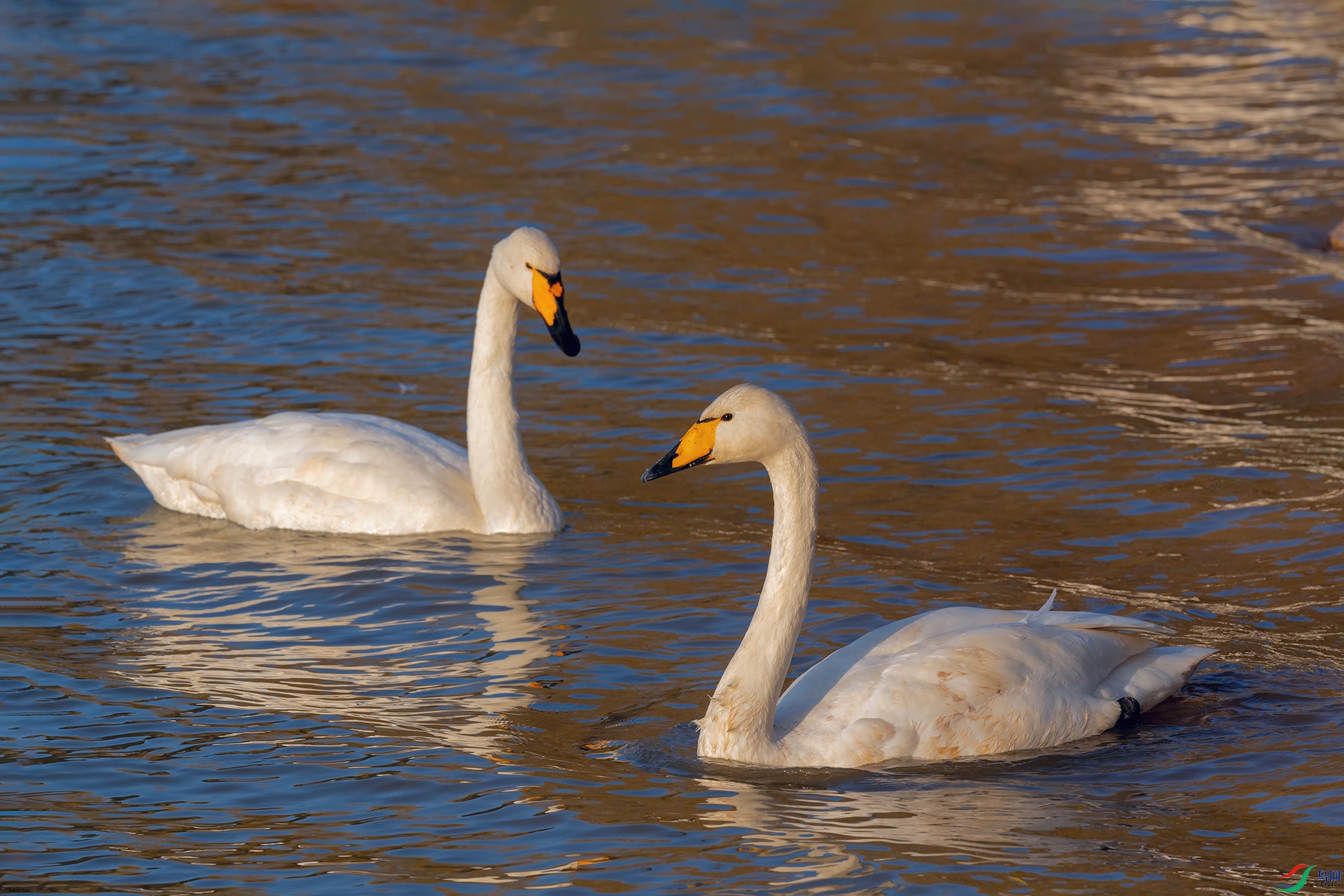 DSC_3146_DxOa.jpg