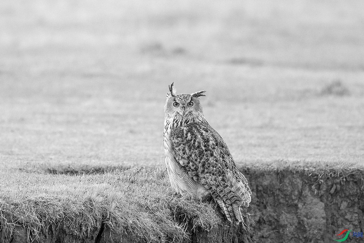 DSC_78550.jpg