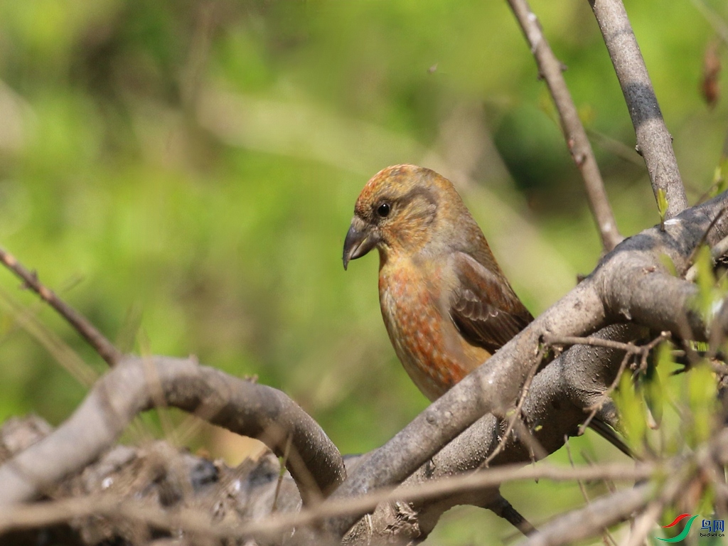 DSC20240410101.jpg