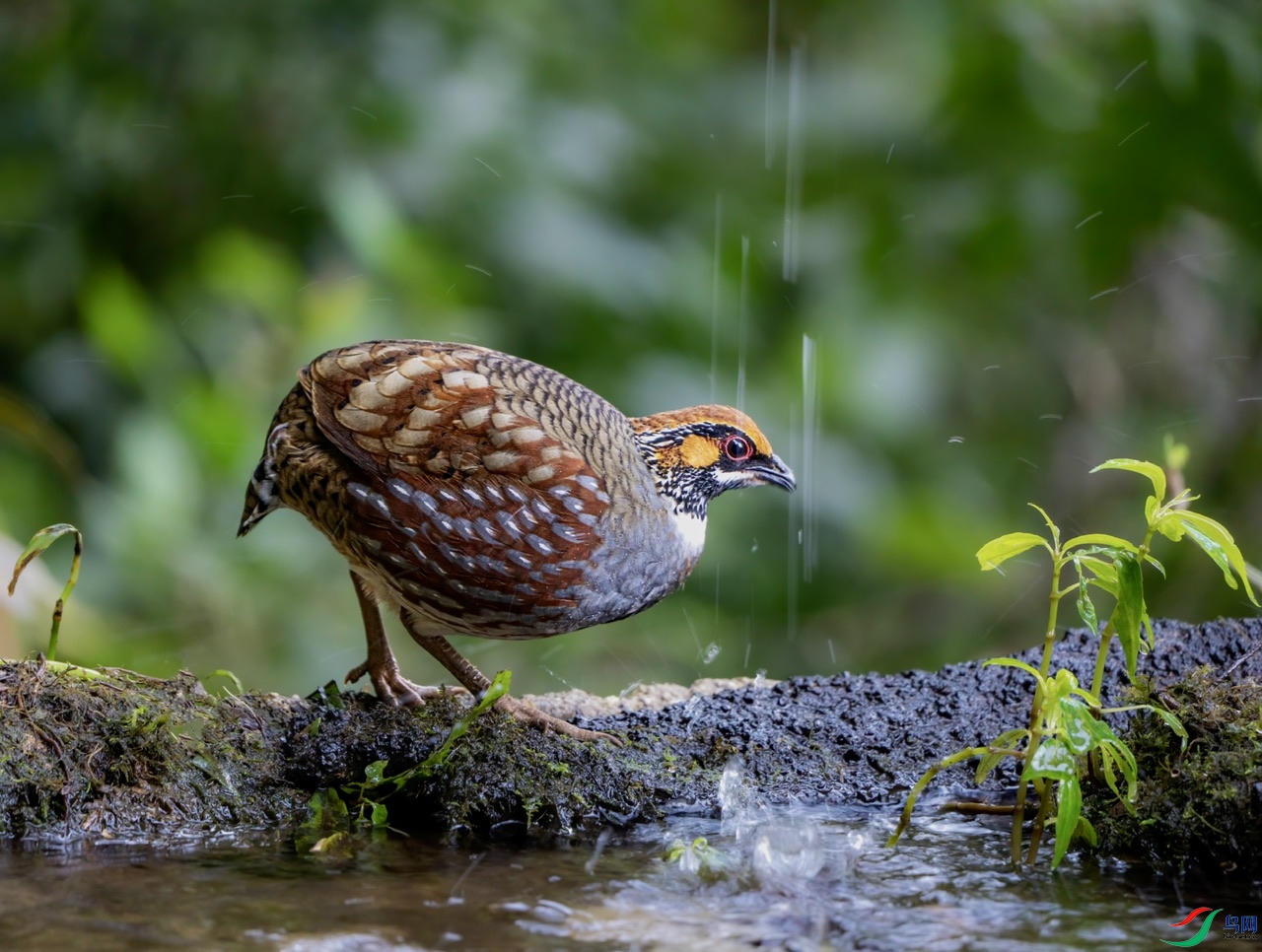 DSC02417 ����.jpeg