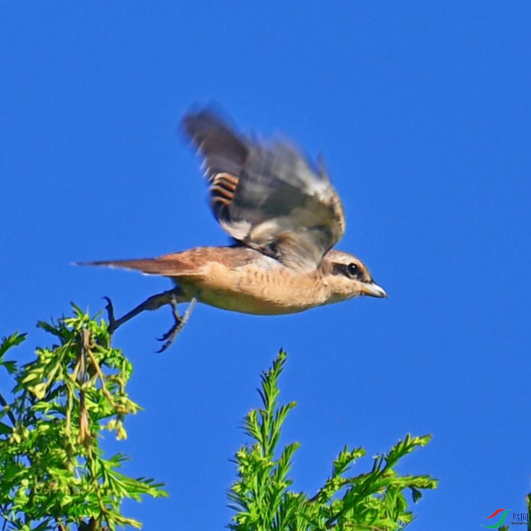 ��β����