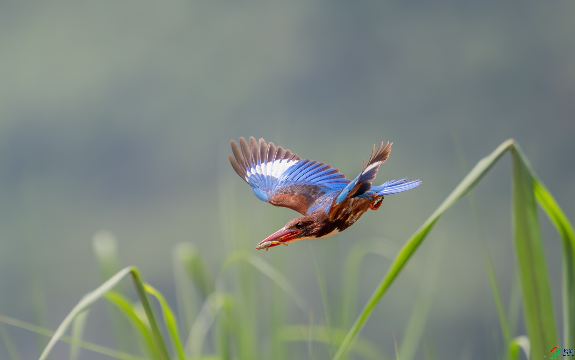 DSC_47-1.jpg