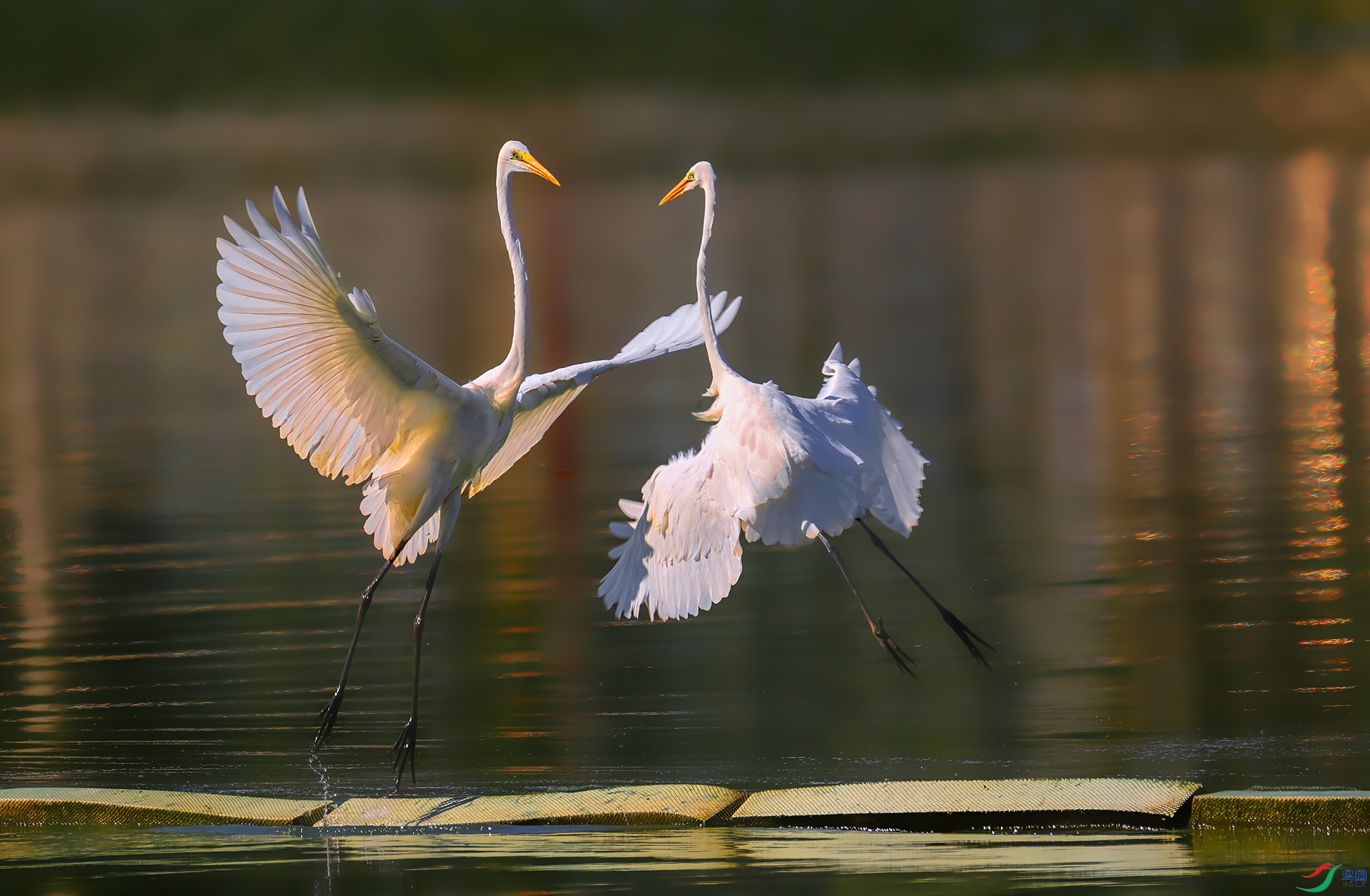 407A4705 ����-Sh---1 .jpg