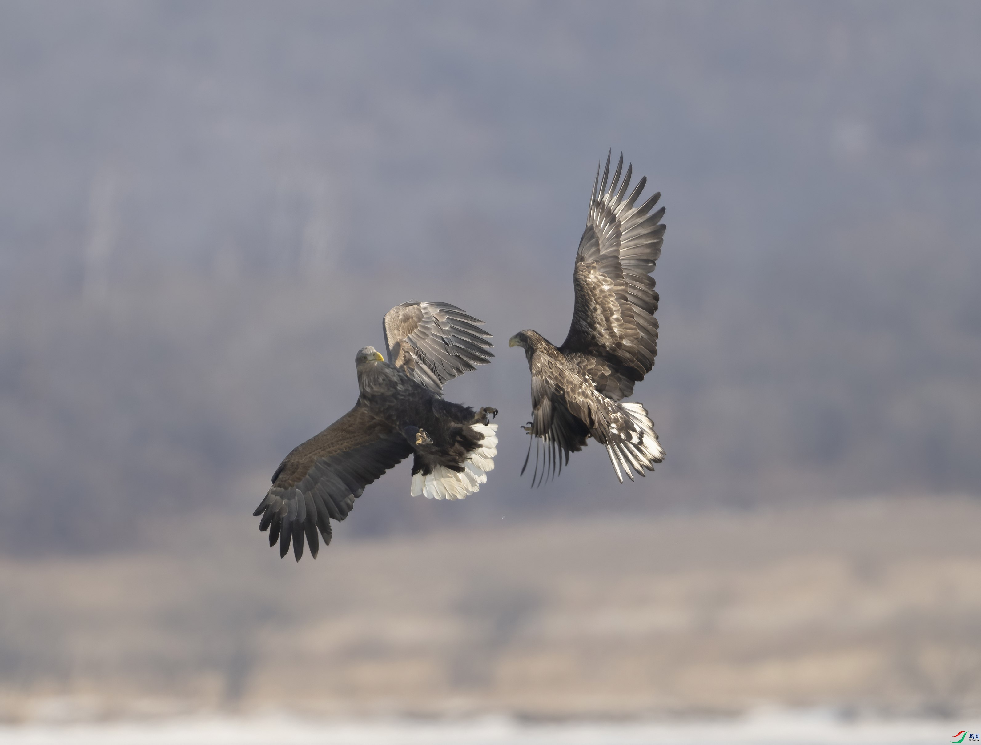 DSC_1749 ����_����.jpg