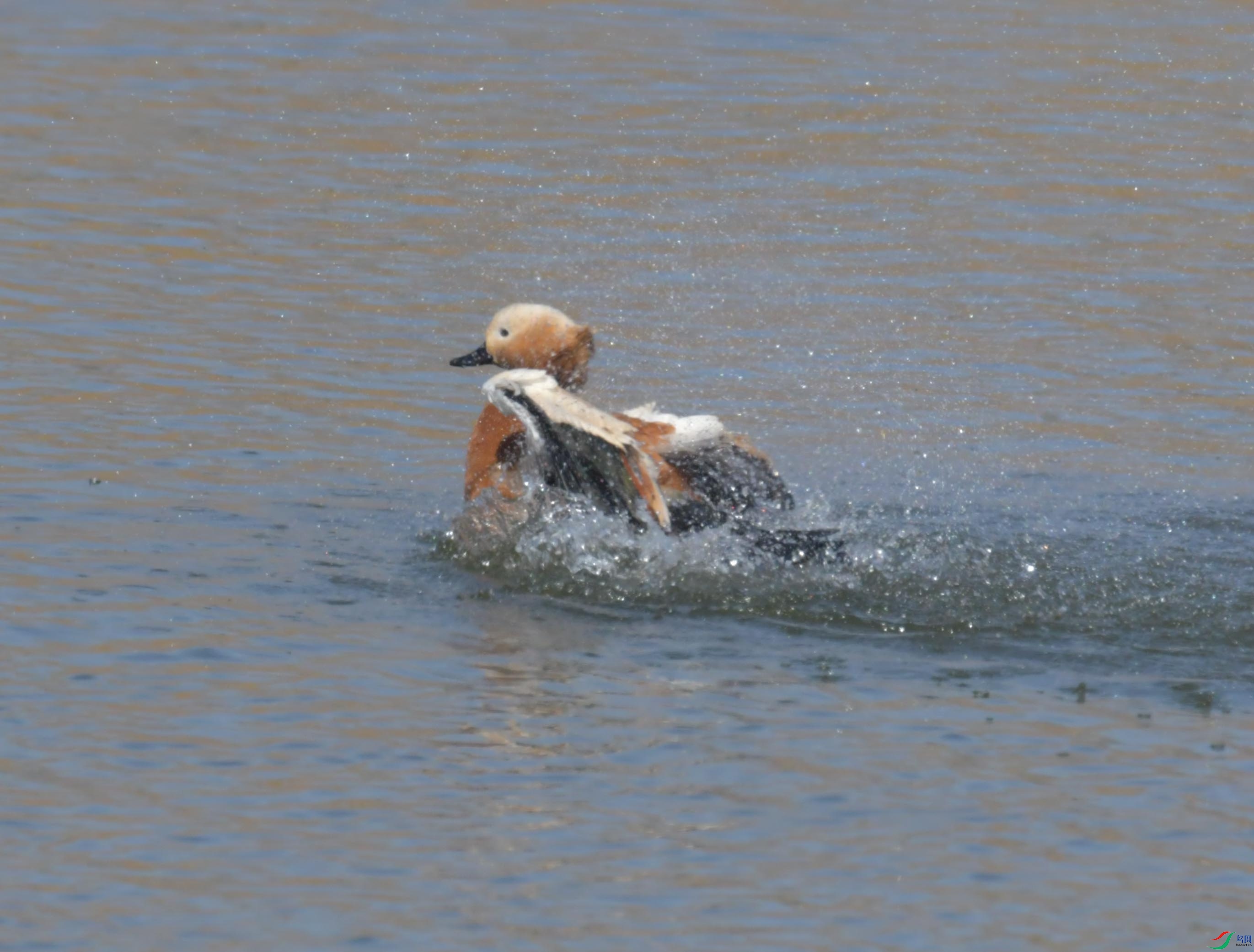 DSC_1576.JPG