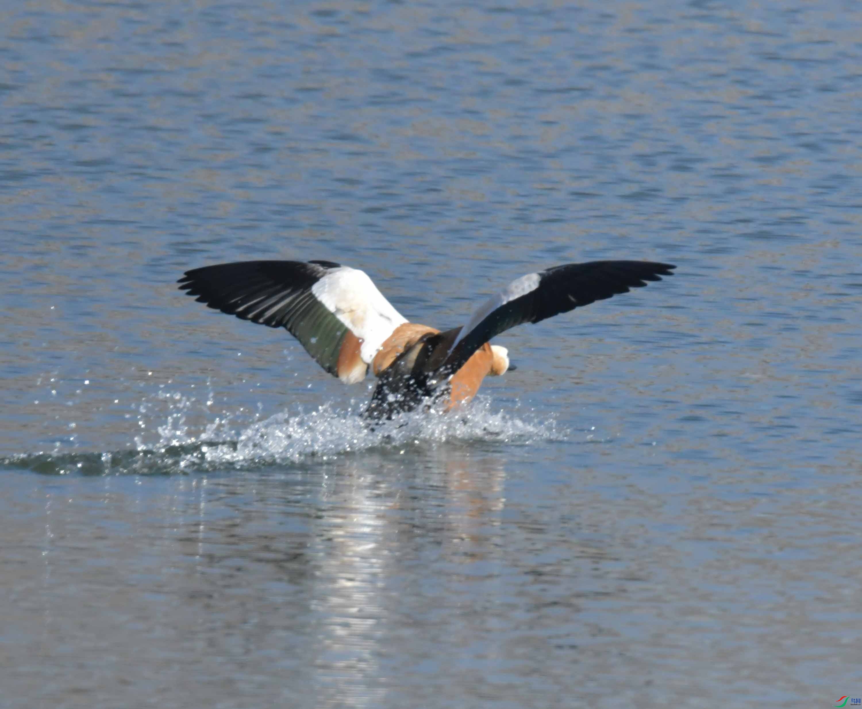 DSC_2181.JPG