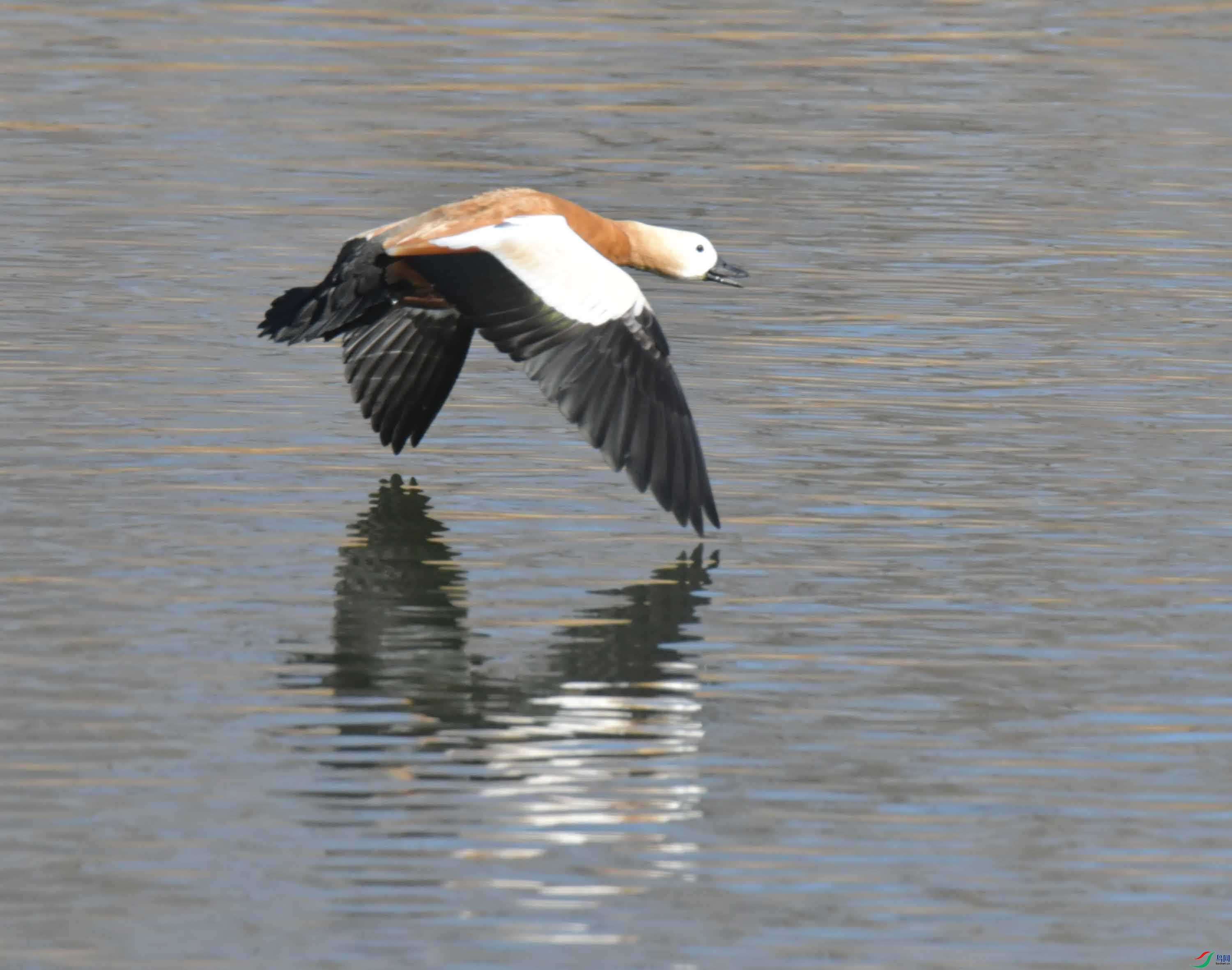 DSC_2176.JPG