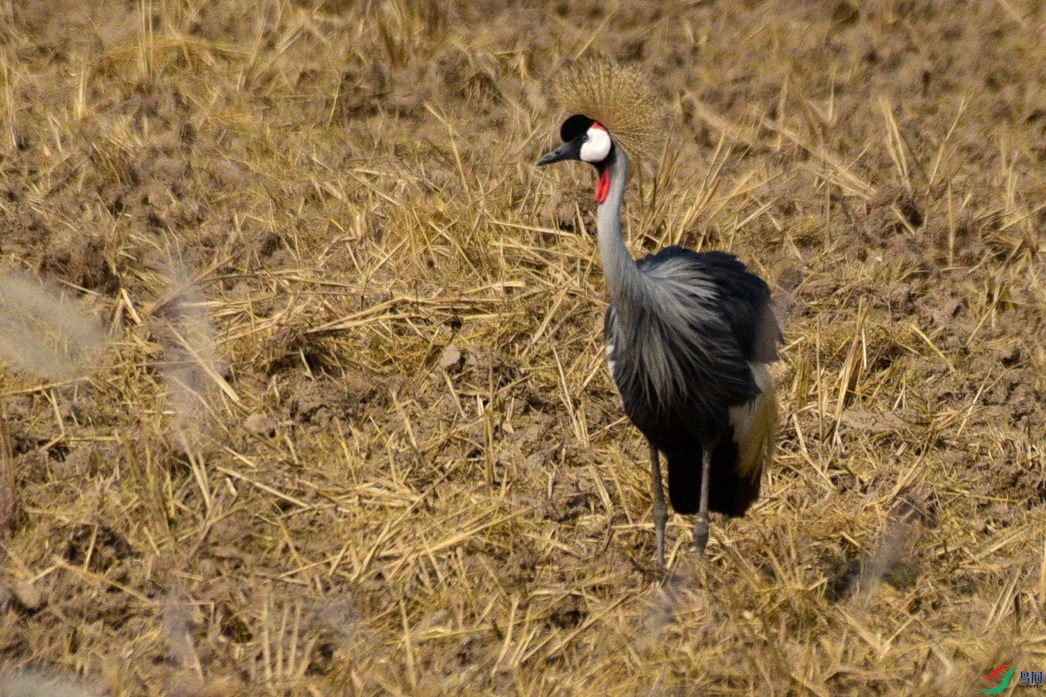 DSC_7803.JPG
