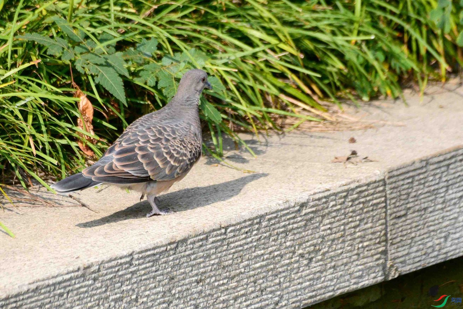 DSC_8955.JPG