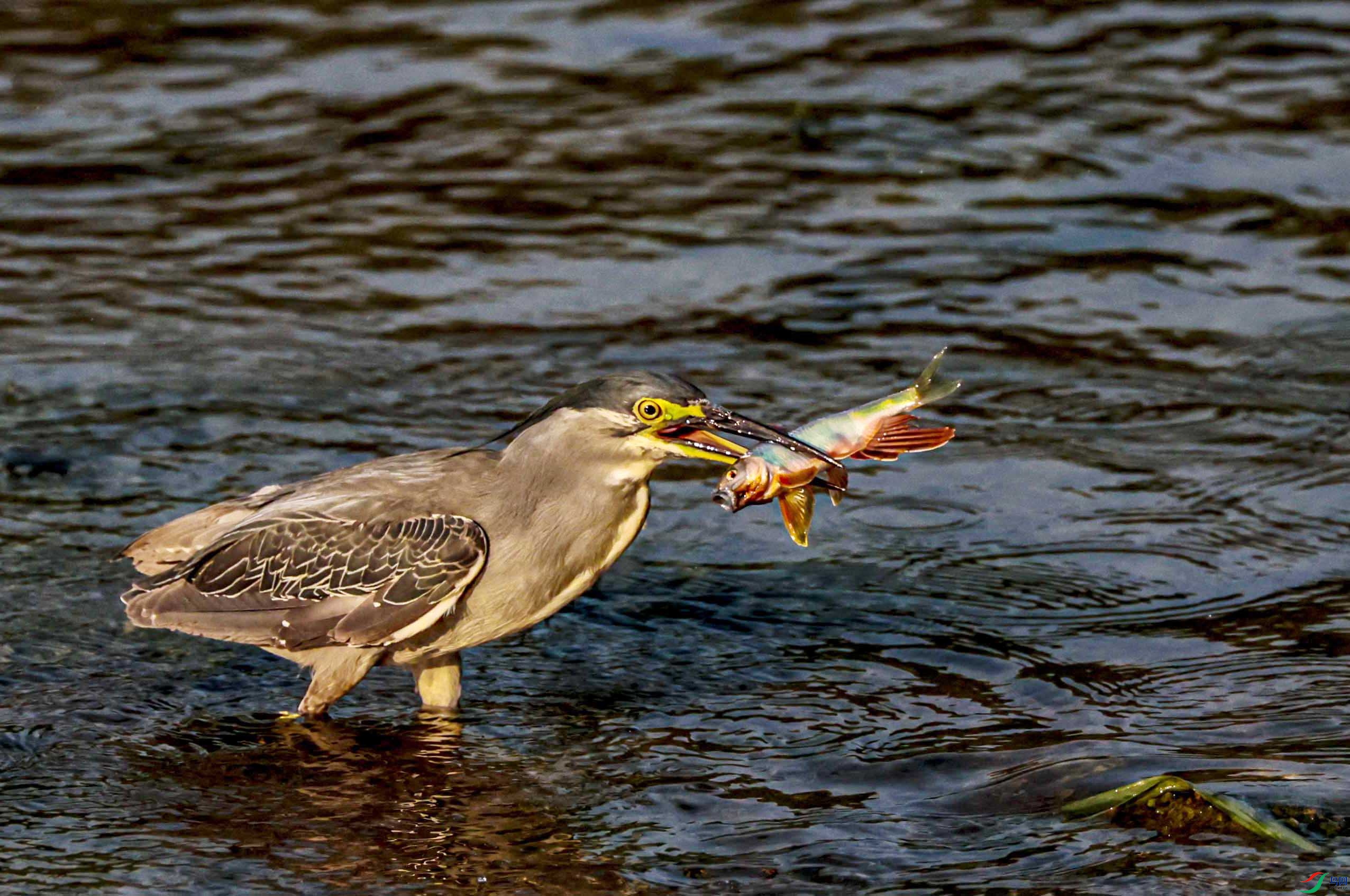 ��ôƯ�����㡣���������� ����.jpg