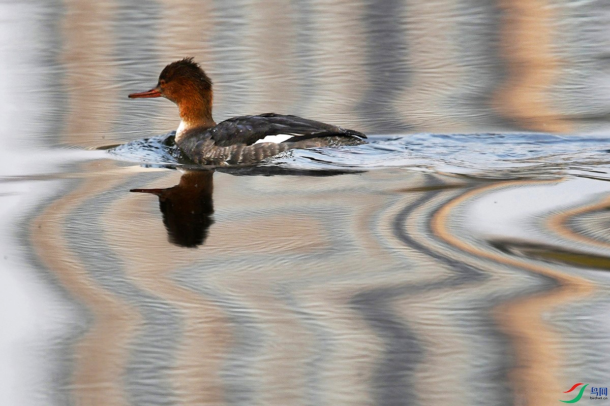 DSC_2813_.jpg
