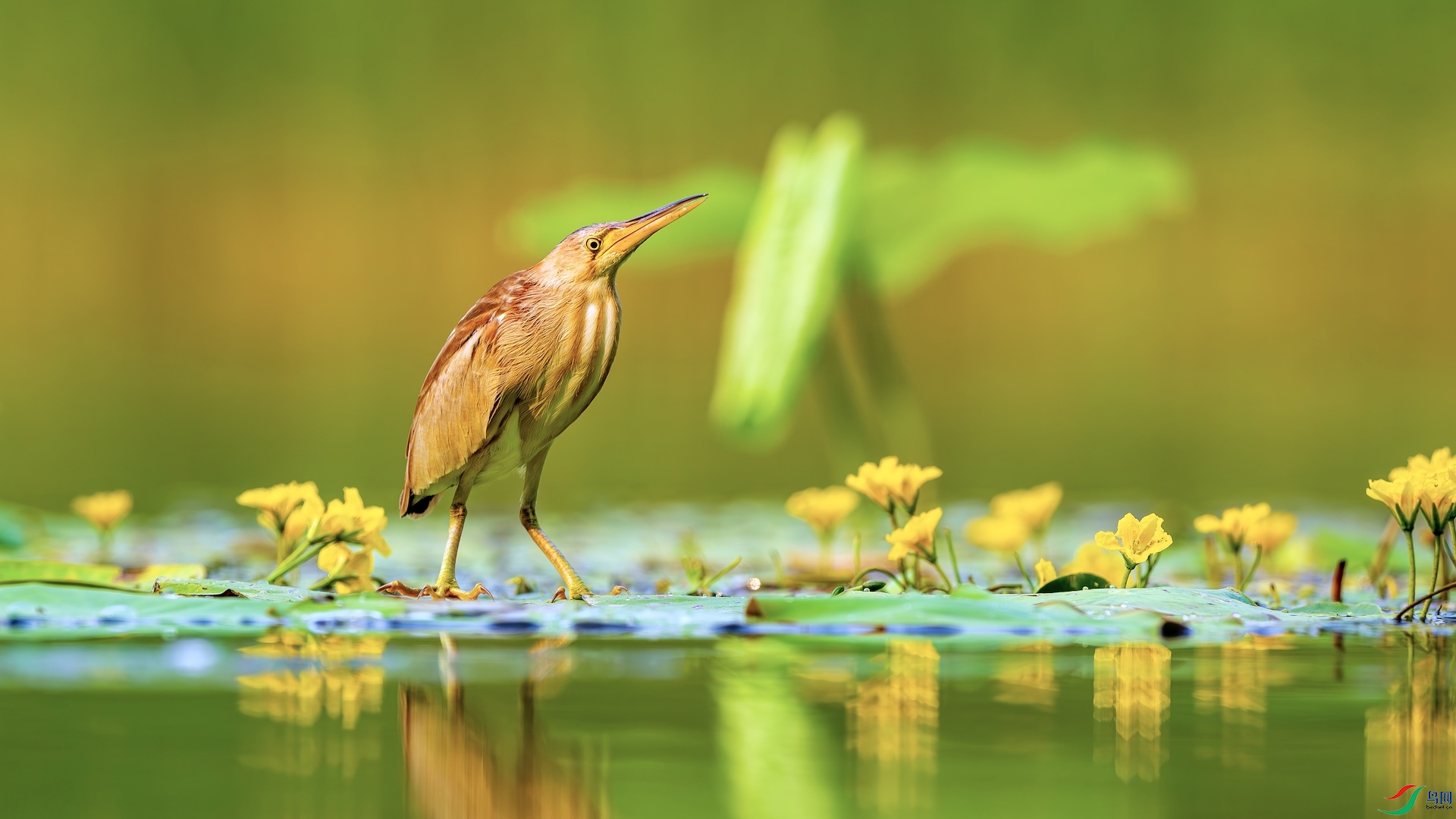 1_DSC1735-����ǿ-NR ����.jpeg