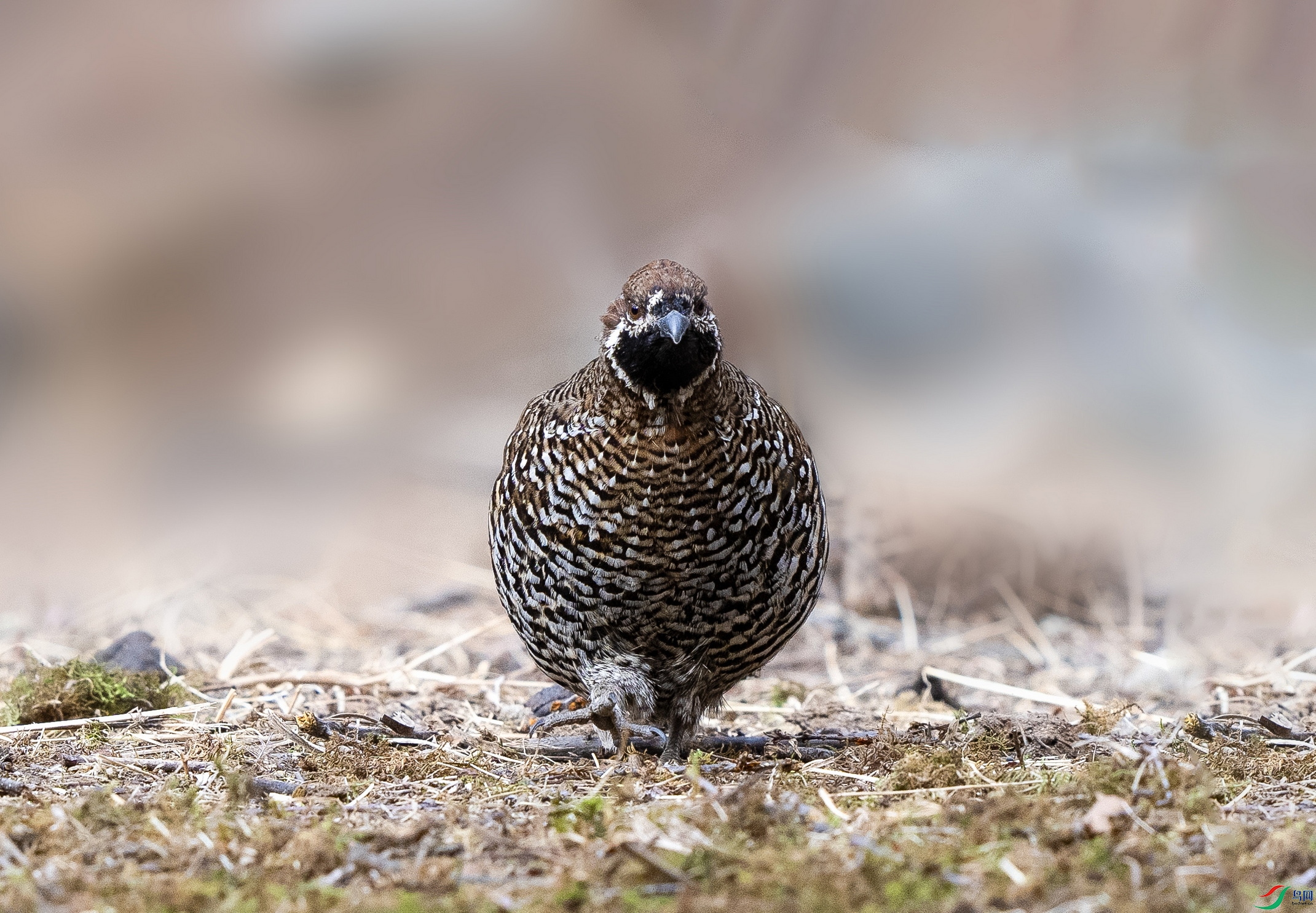 _DSC9262 ����2.jpgx.jpg