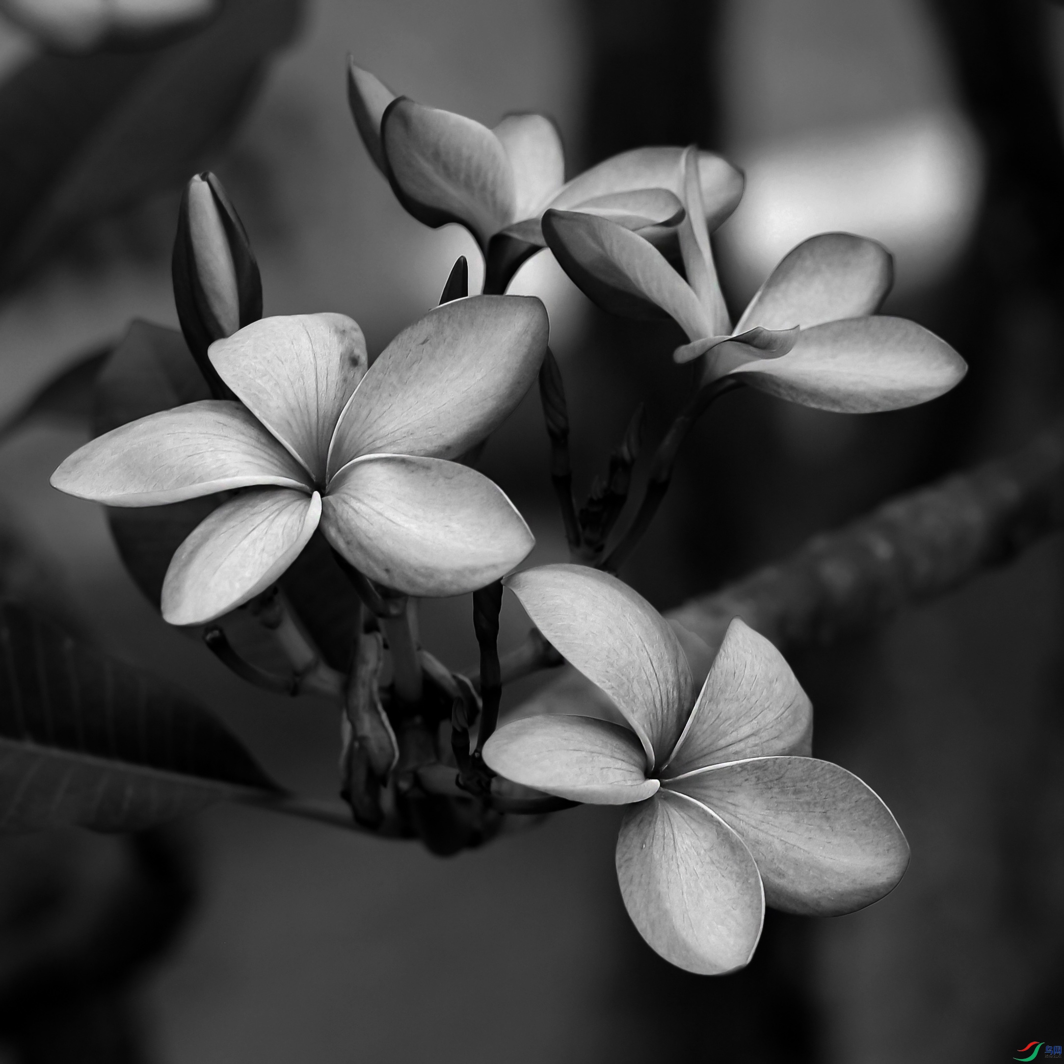 DSC_6383.jpg