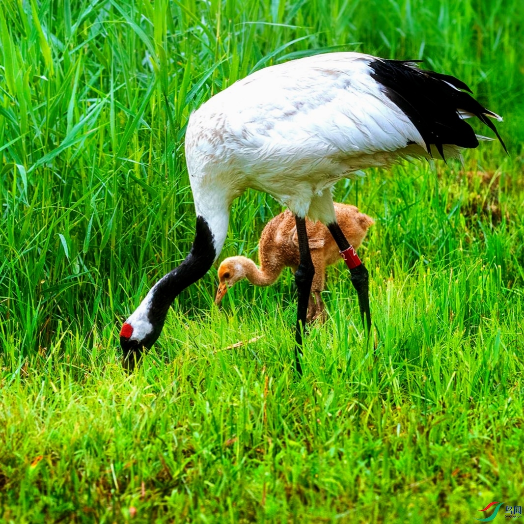 ��Ӱ����