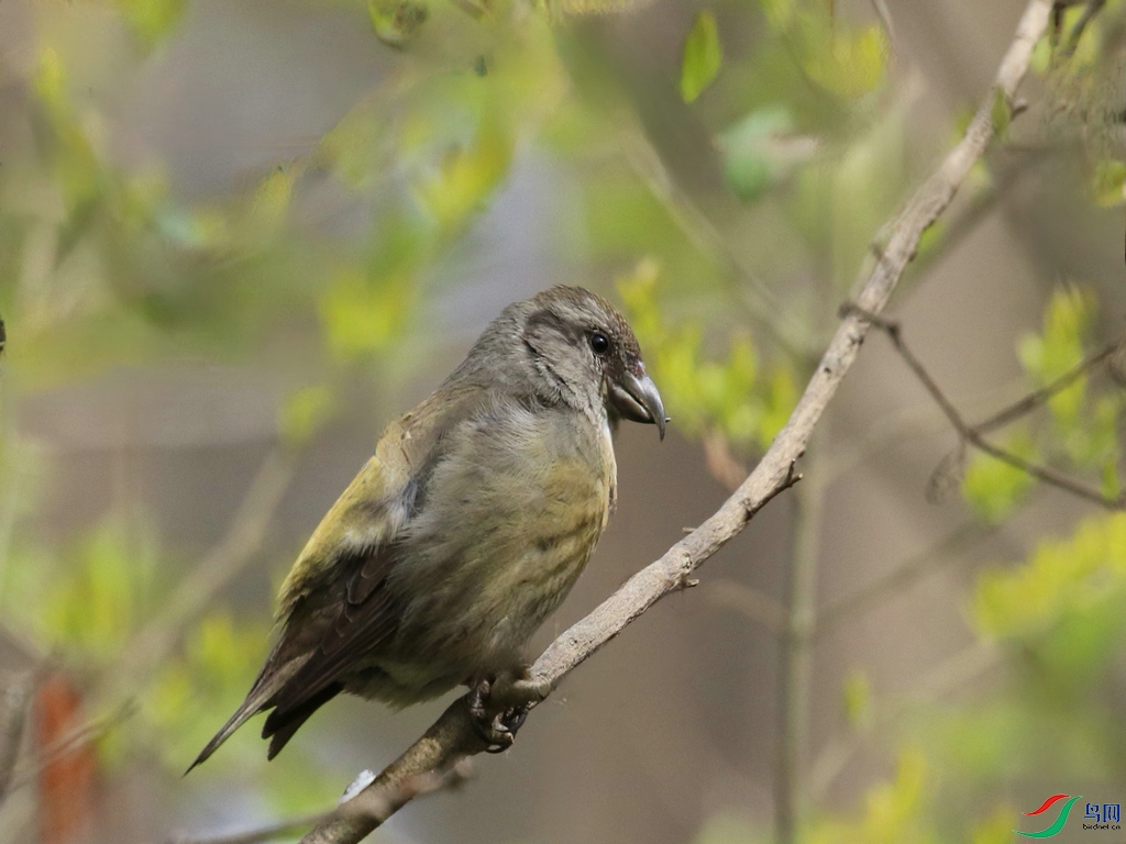 DSC20240411064.jpg