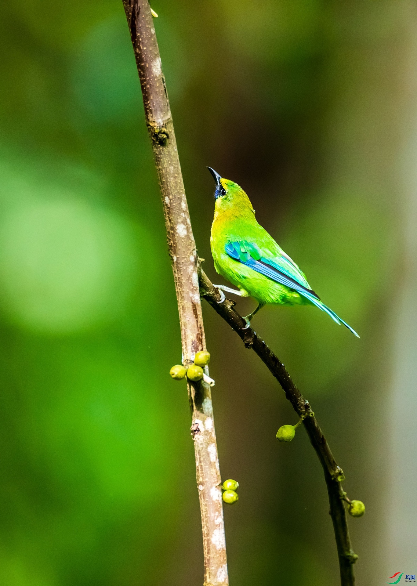 ����Ҷ��