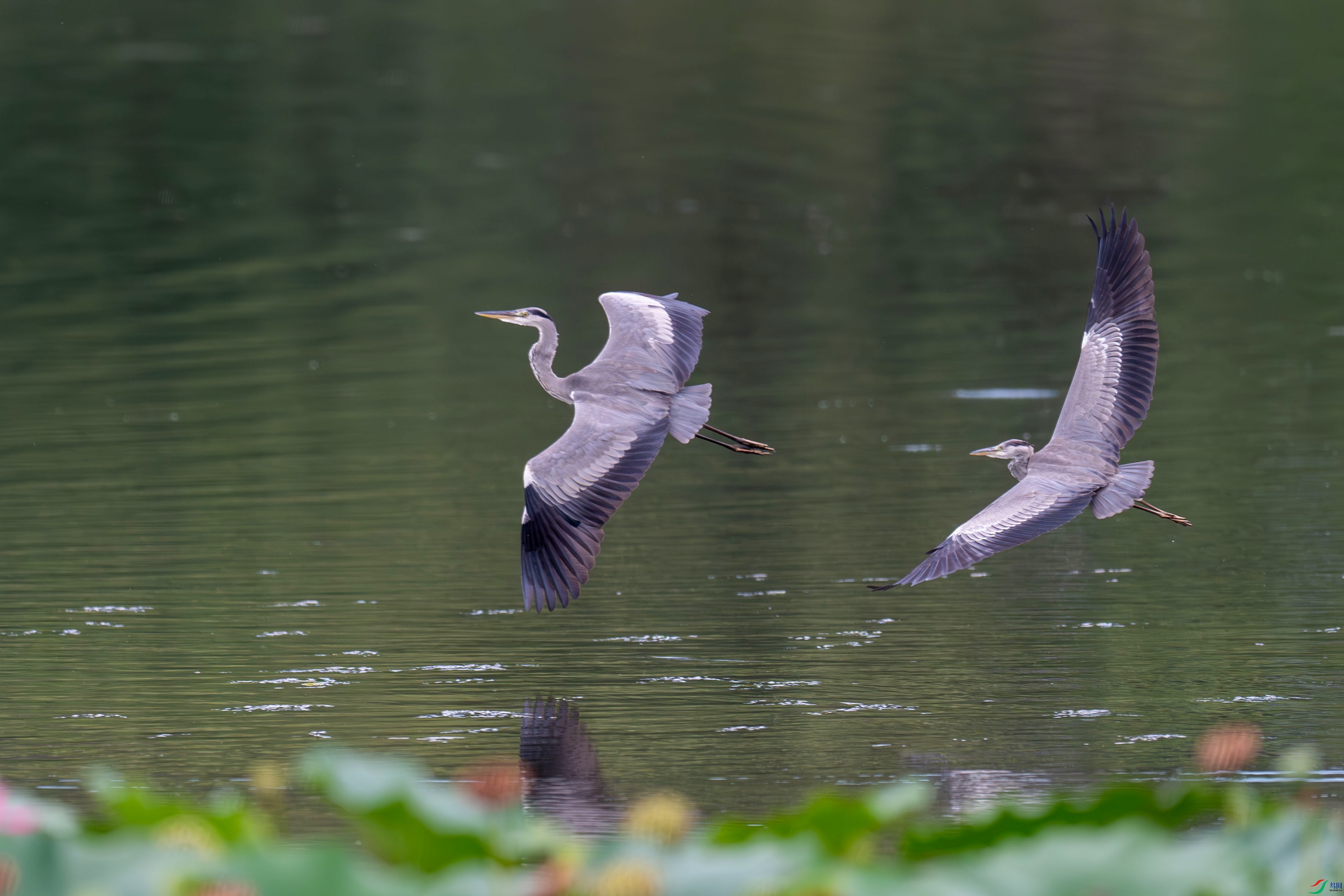 DSC_4324.jpg