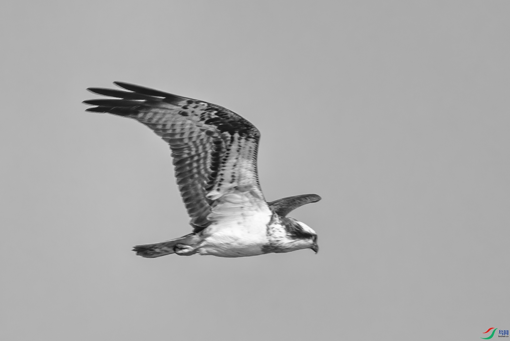 DSC07947 ����.jpg