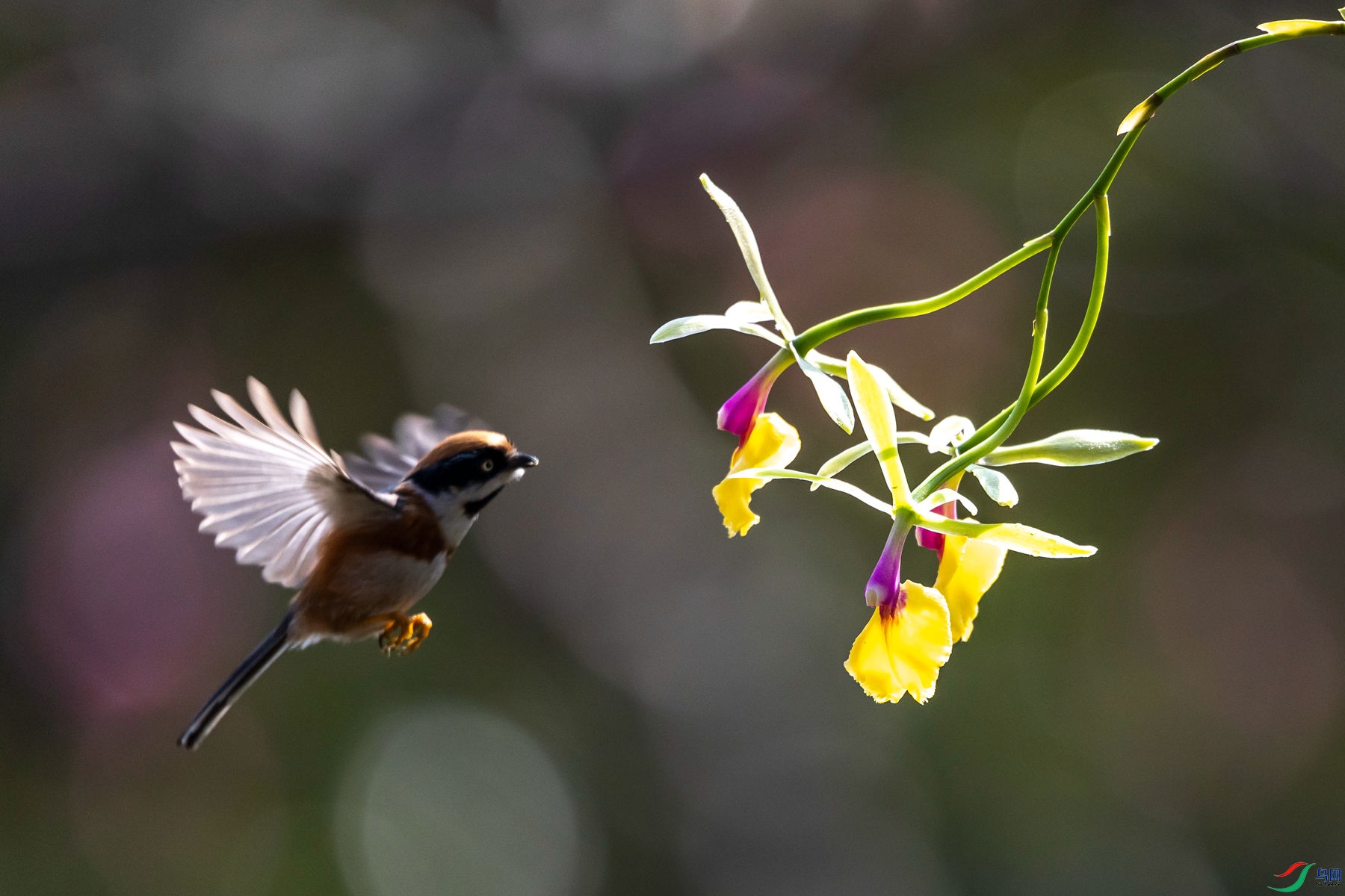 ��ͷ��βɽȸ