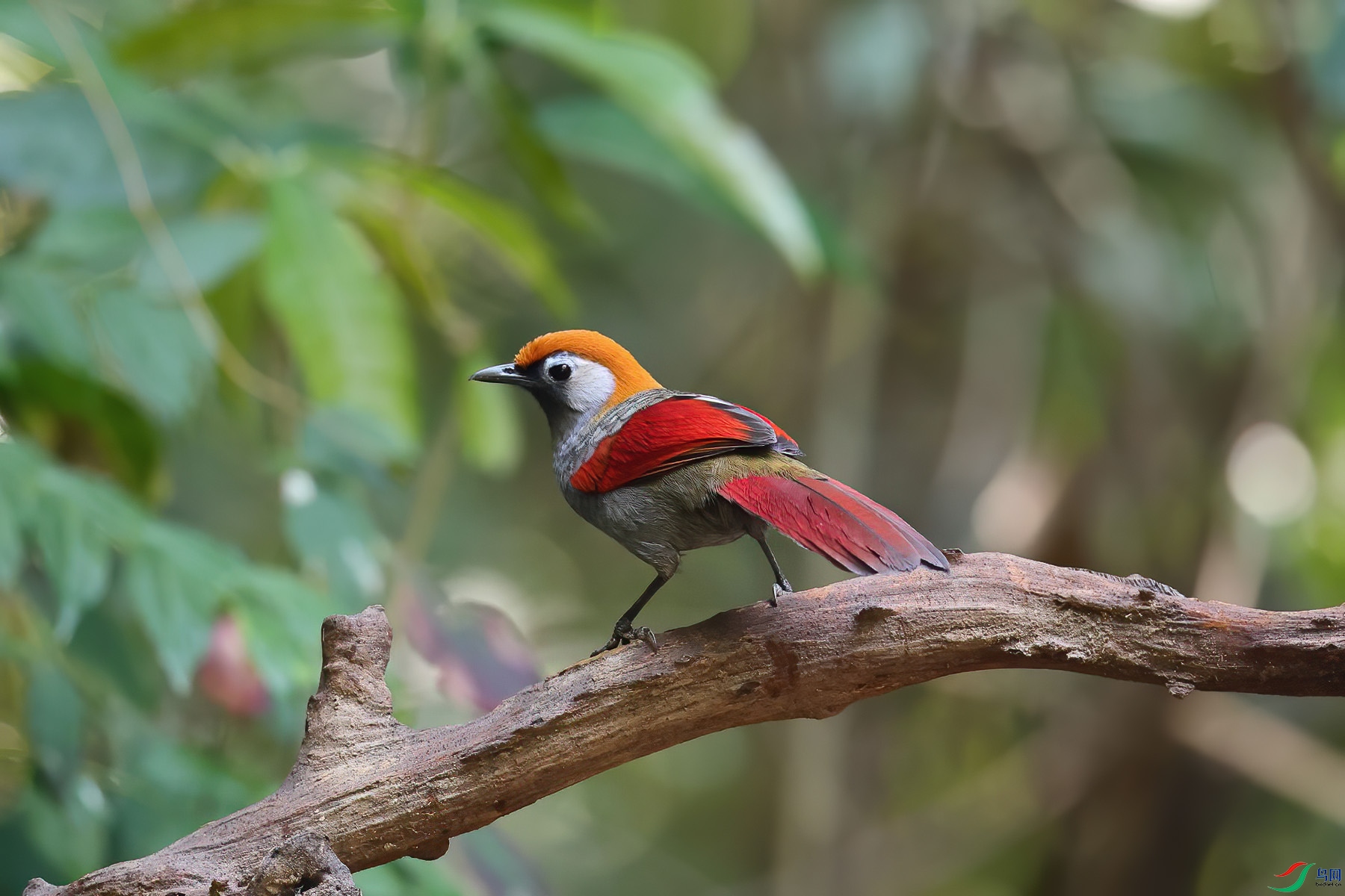 ��β����