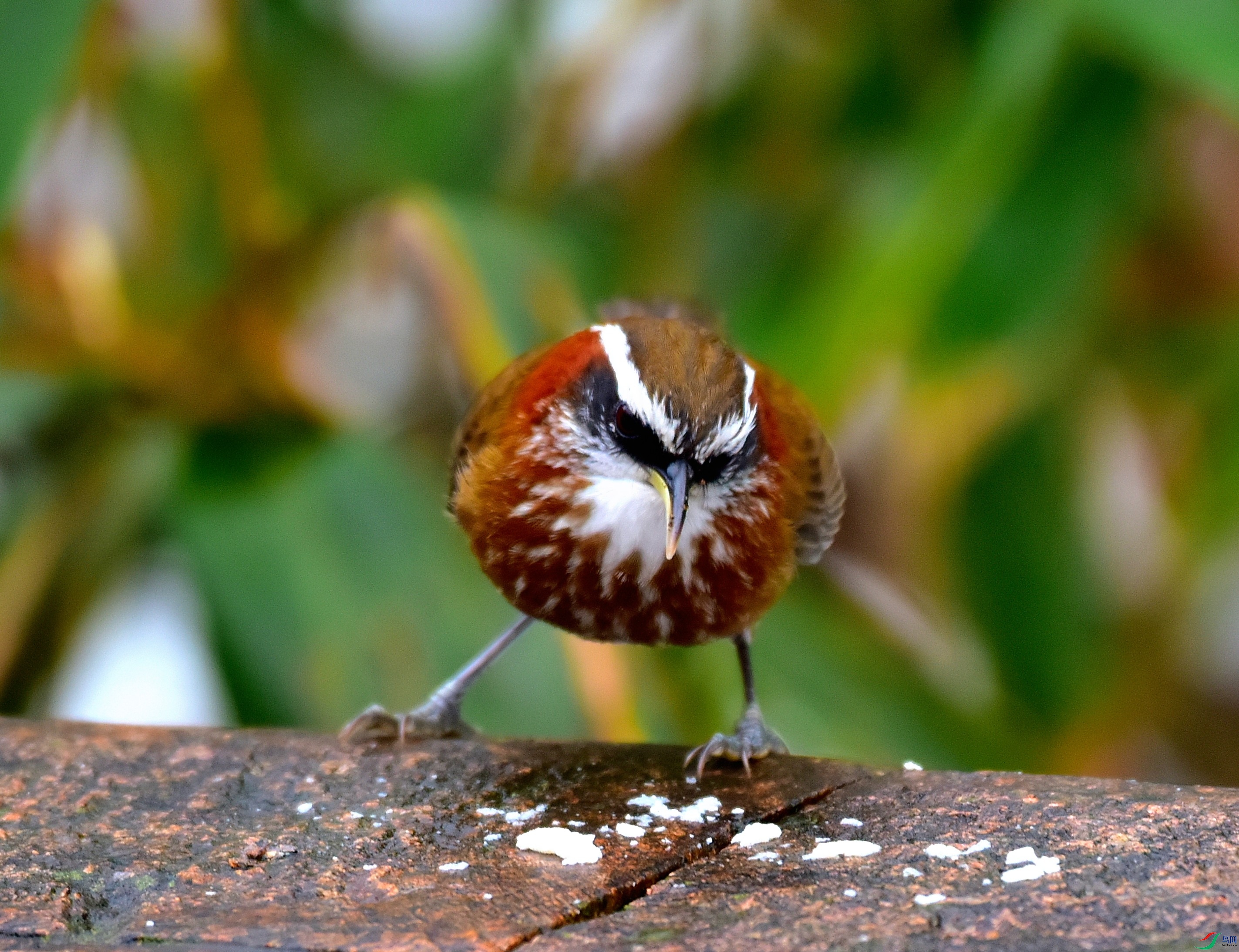 DSC_1246.JPG