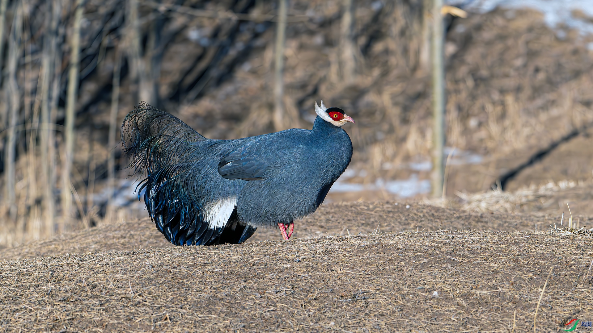 DSC_1593.jpg