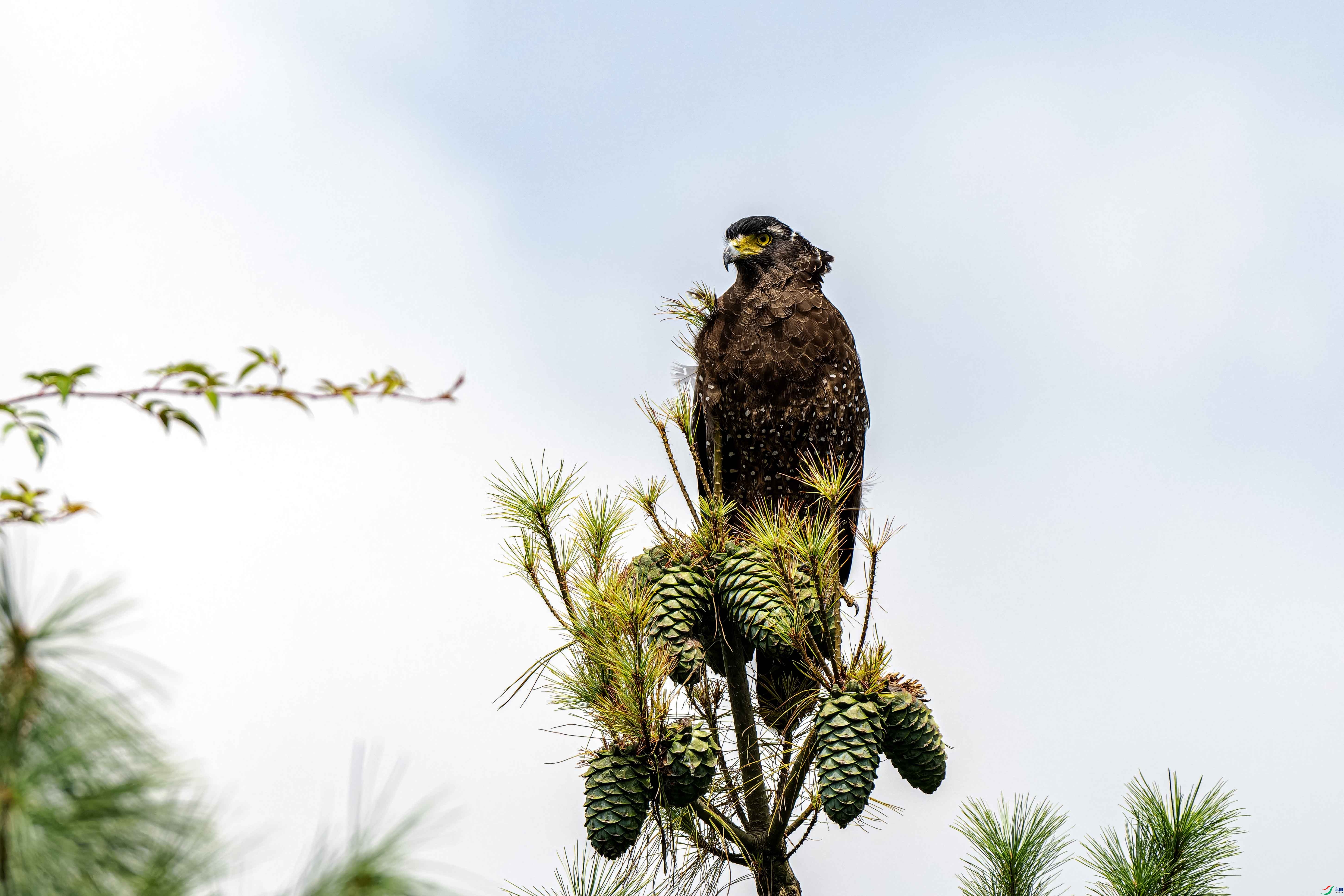 DSC_8341-NEF_DxO_DeepPRIME ����.jpg