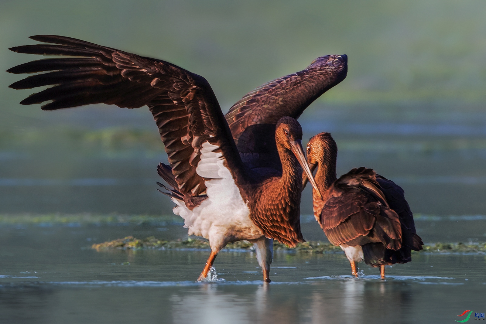 ����----����֮��